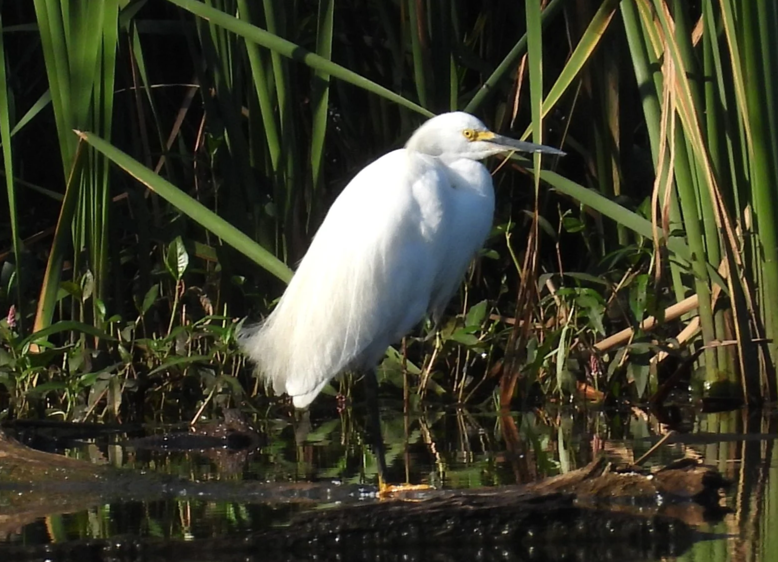 First Sundays at Helmick Nature Preserve