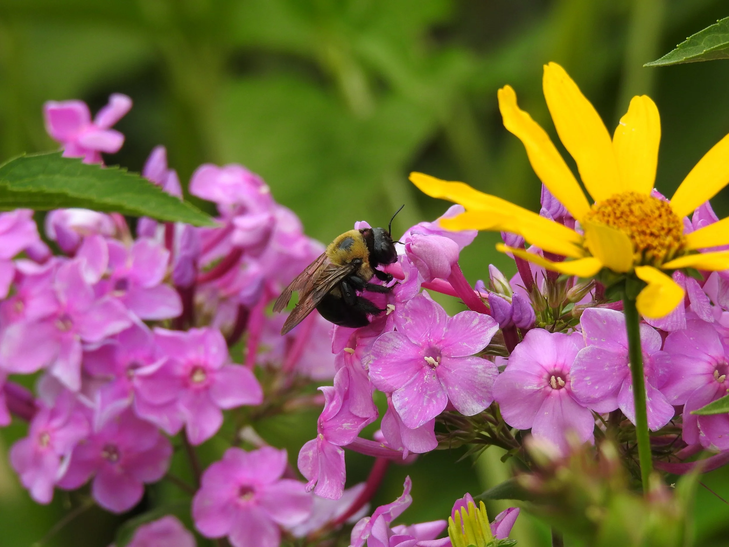 All About Native Plants &amp; Gardens