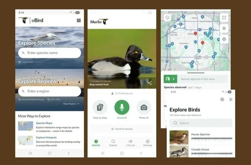 Exploration of Birding Apps