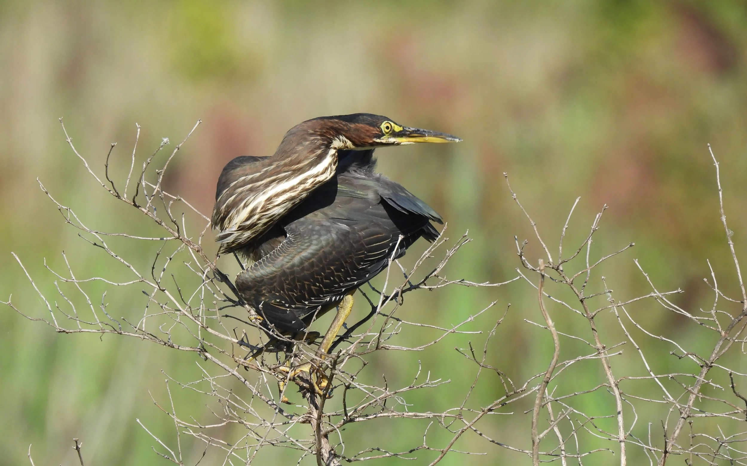 First Sundays at Helmick Nature Preserve