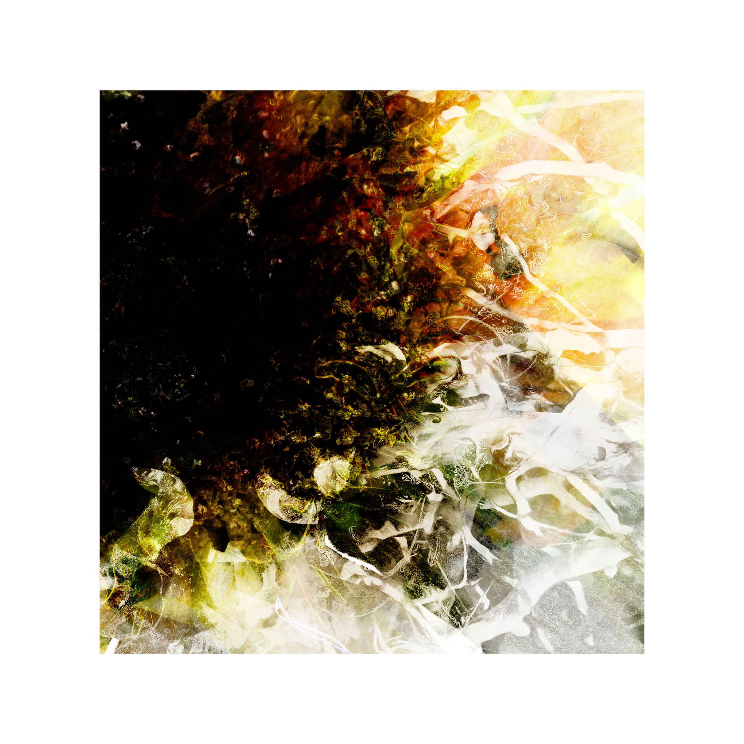 'Untitled' Sunflower.jpg