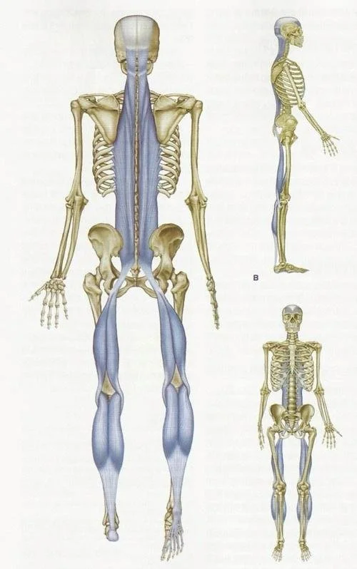 Fascia-nating: The Case for Meridians as Myofascial Planes