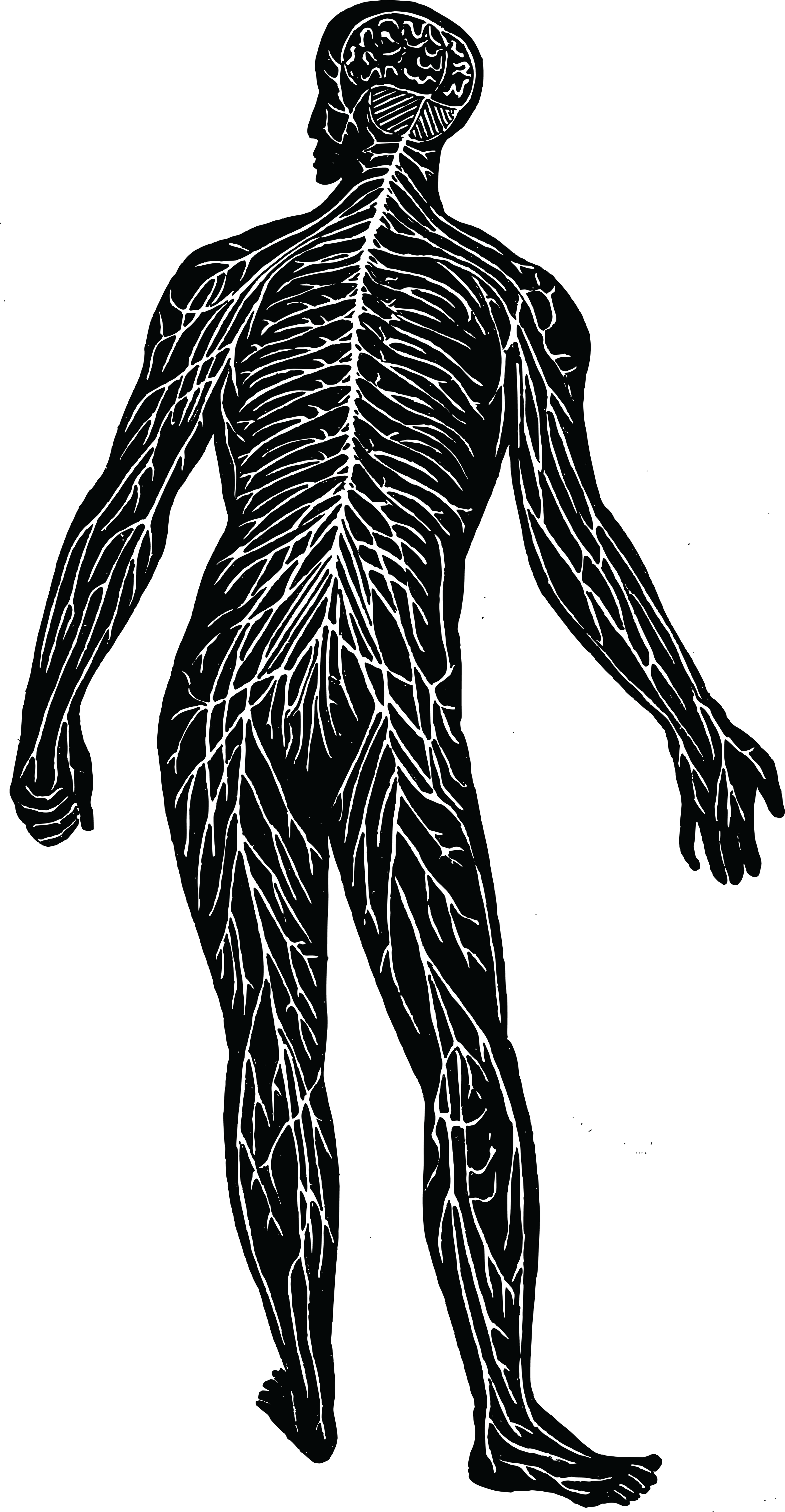 Nervous system silhouette