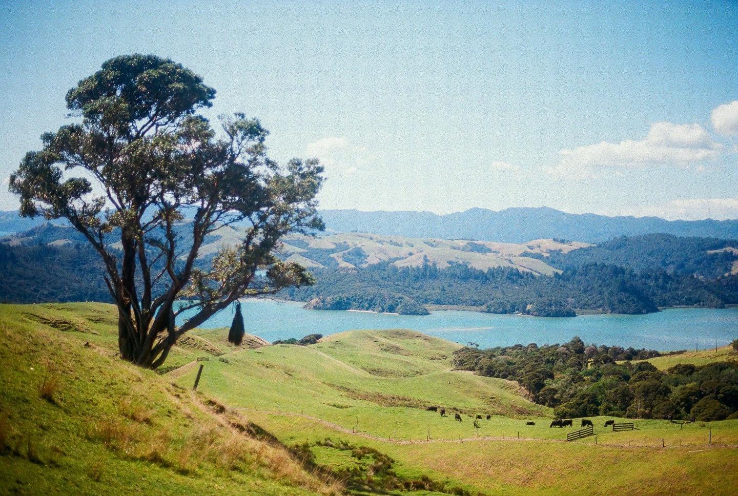 went to new zealand and all i got were these wonderful memories with cherished friends!!

(and i also got these lousy film scans..seriously what happened here&hellip;.. i literally went to reddit to ask for answers to no avail so pls advise in the co