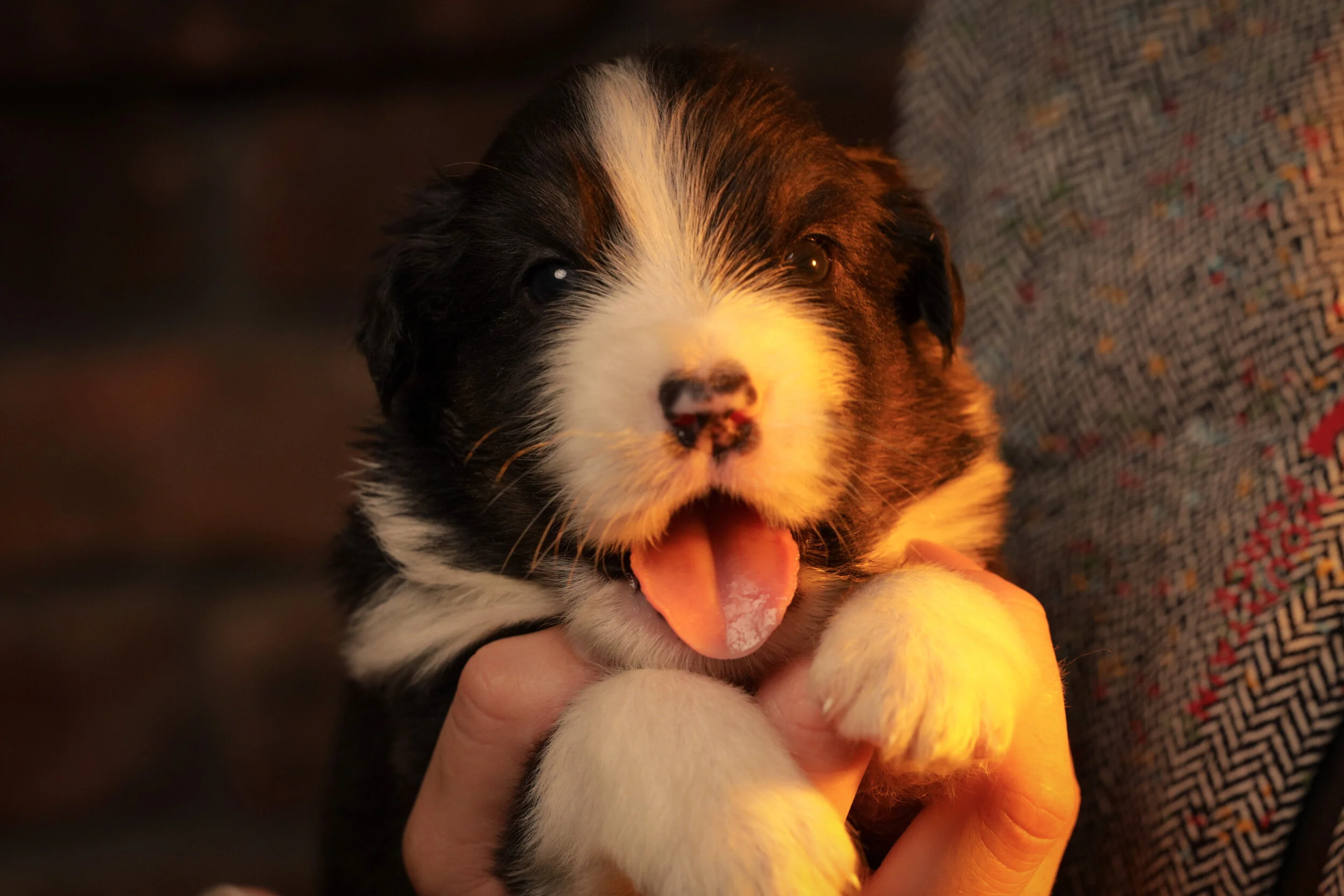 rema sep litter pup.JPG