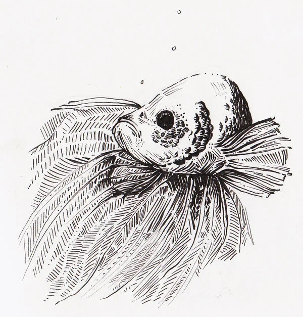 Fighting_Fish___Ink_Image_by_elanorepenn.jpg
