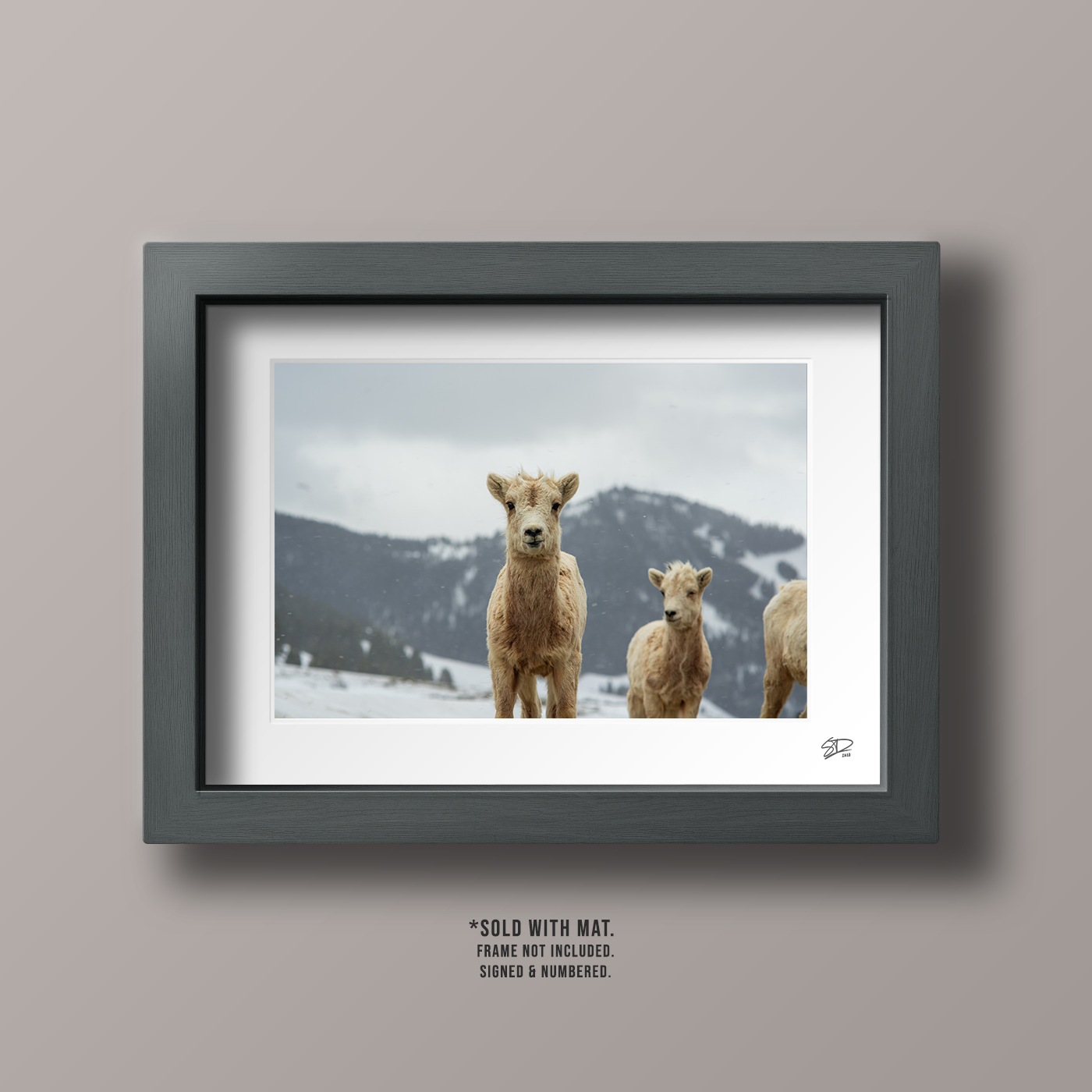 sheep_color.png