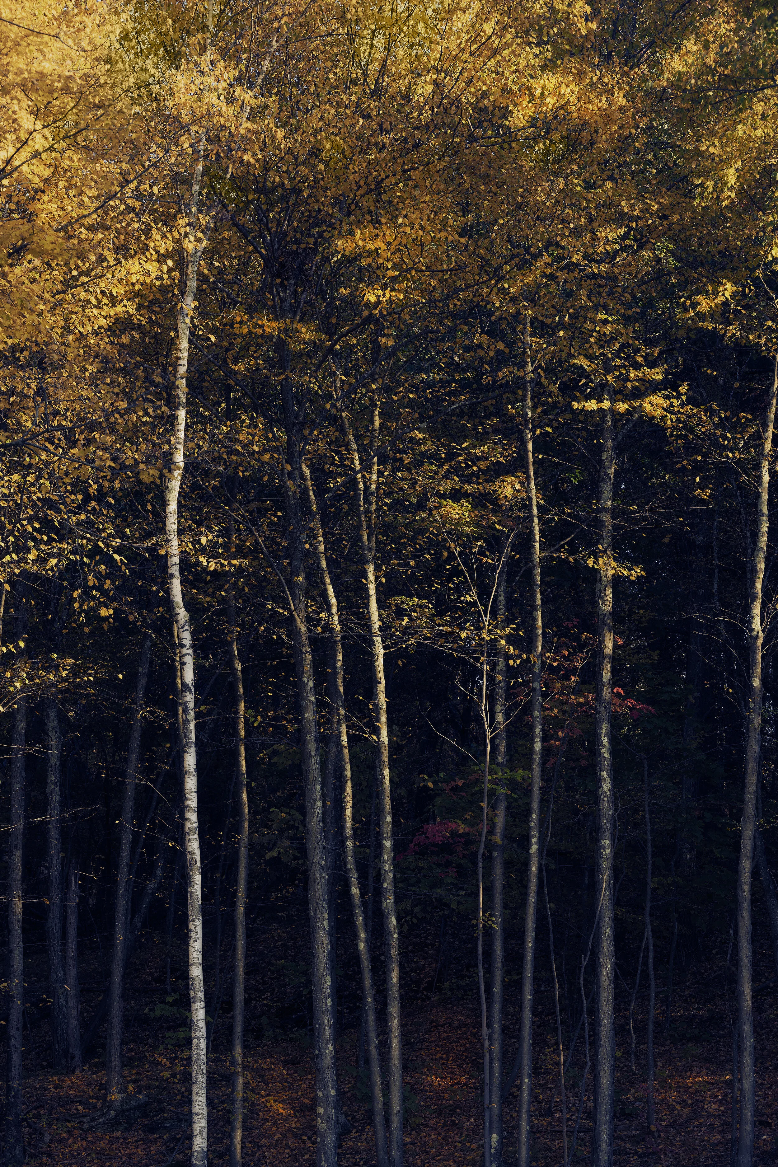 Birch in Fall Squarespace.jpg