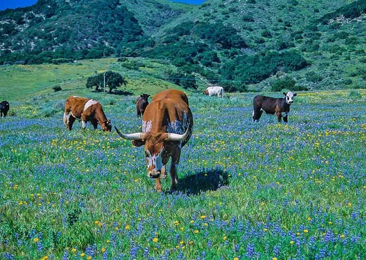 Hollister Ranch