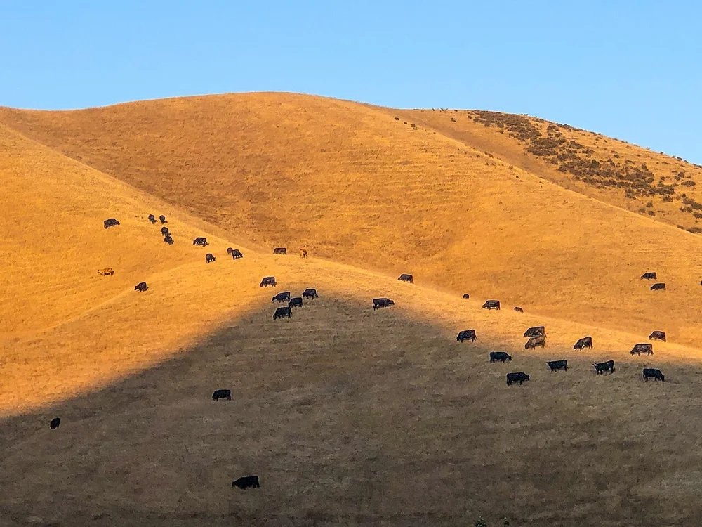 Cattle — Hollister Ranch