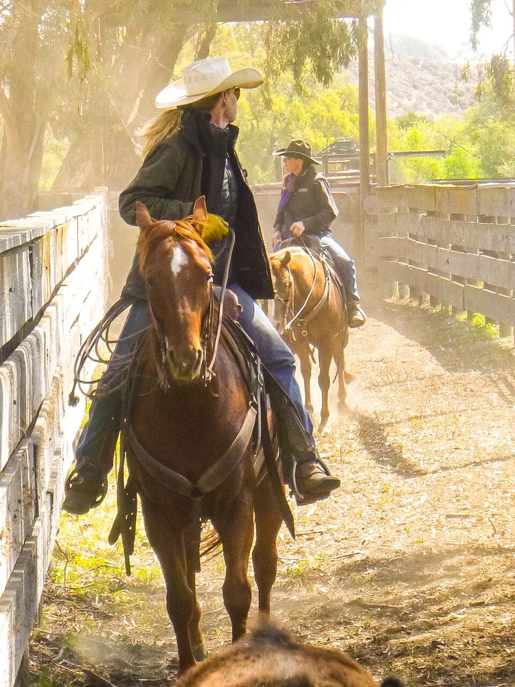 Cattle — Hollister Ranch