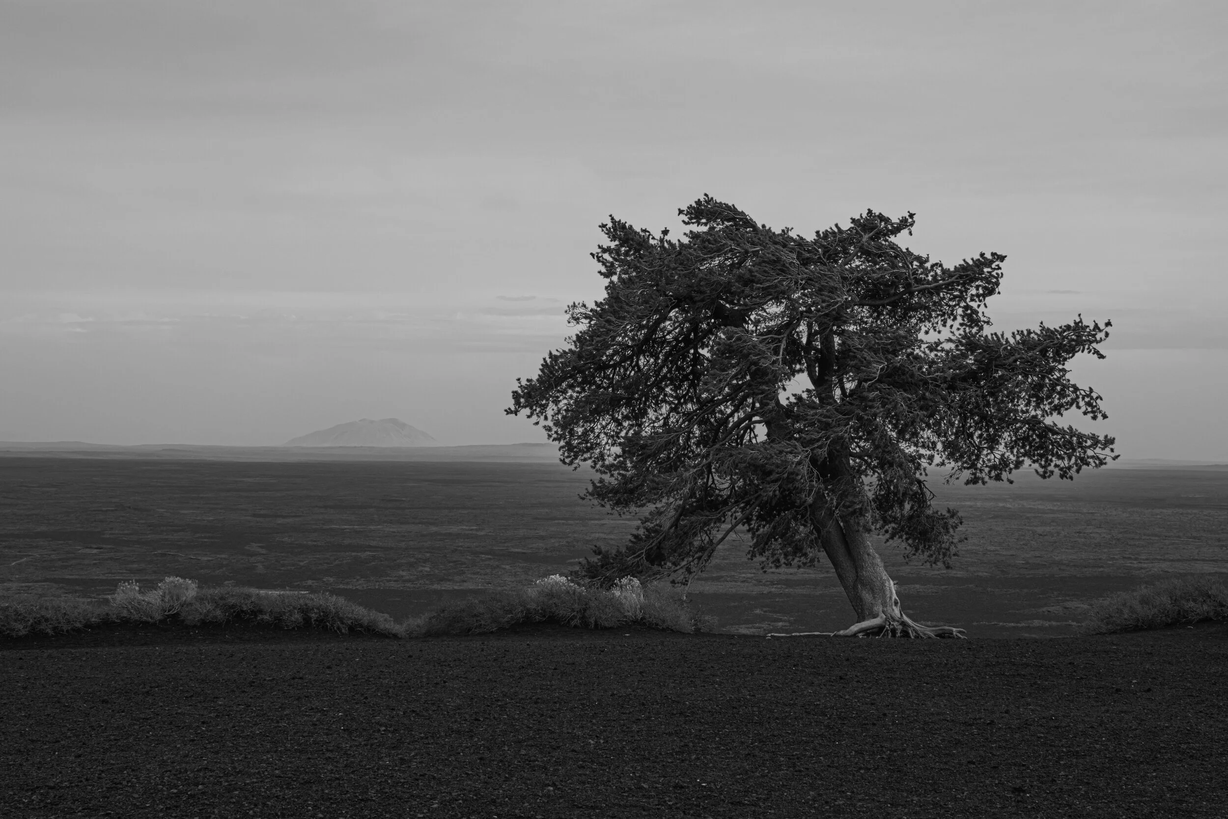 tree.jpg