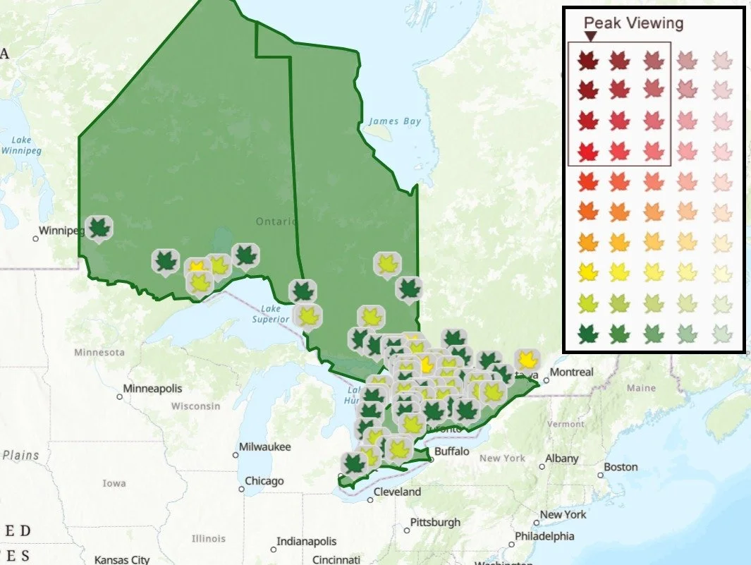 Leaf peepers - take note! 🍂🍃🍂
Have you used the Fall Color Report on the Ontario Parks website?
The colour of the leaf icon is representative of each specific park and its fall colour report. The colour of each region is determined by averaging