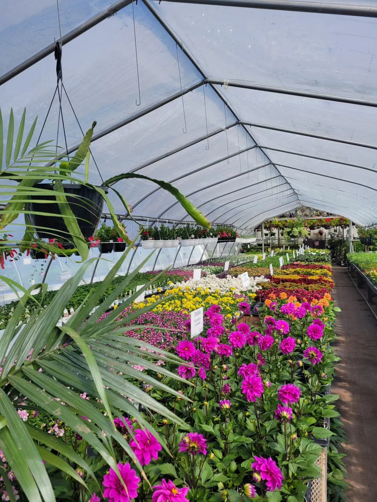 Now that I've picked up what I want for the season, I'll stop gatekeeping my favourite place @ohgreenhouse 

Just kidding. I'll be back in like a week.

See ya there!

🌺🌼🏵🌸🌱