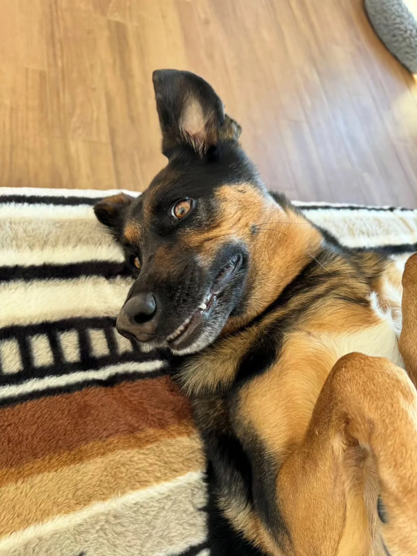 Celebrating our little beauty queen this International Dog Day 🐕👑

Drop your dog's nicknames ⬇️ I'll go first...