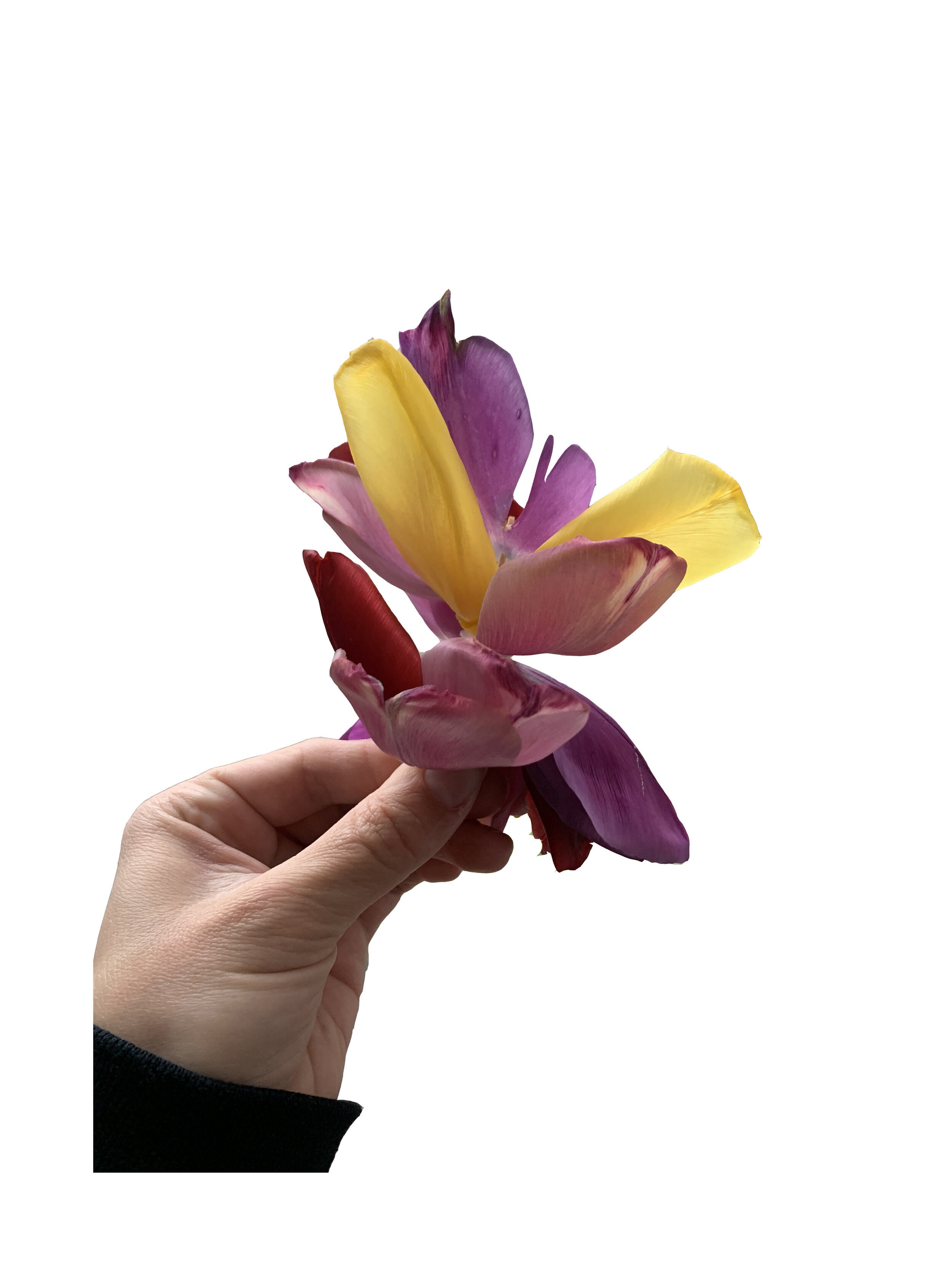 tulip hybrid.jpg