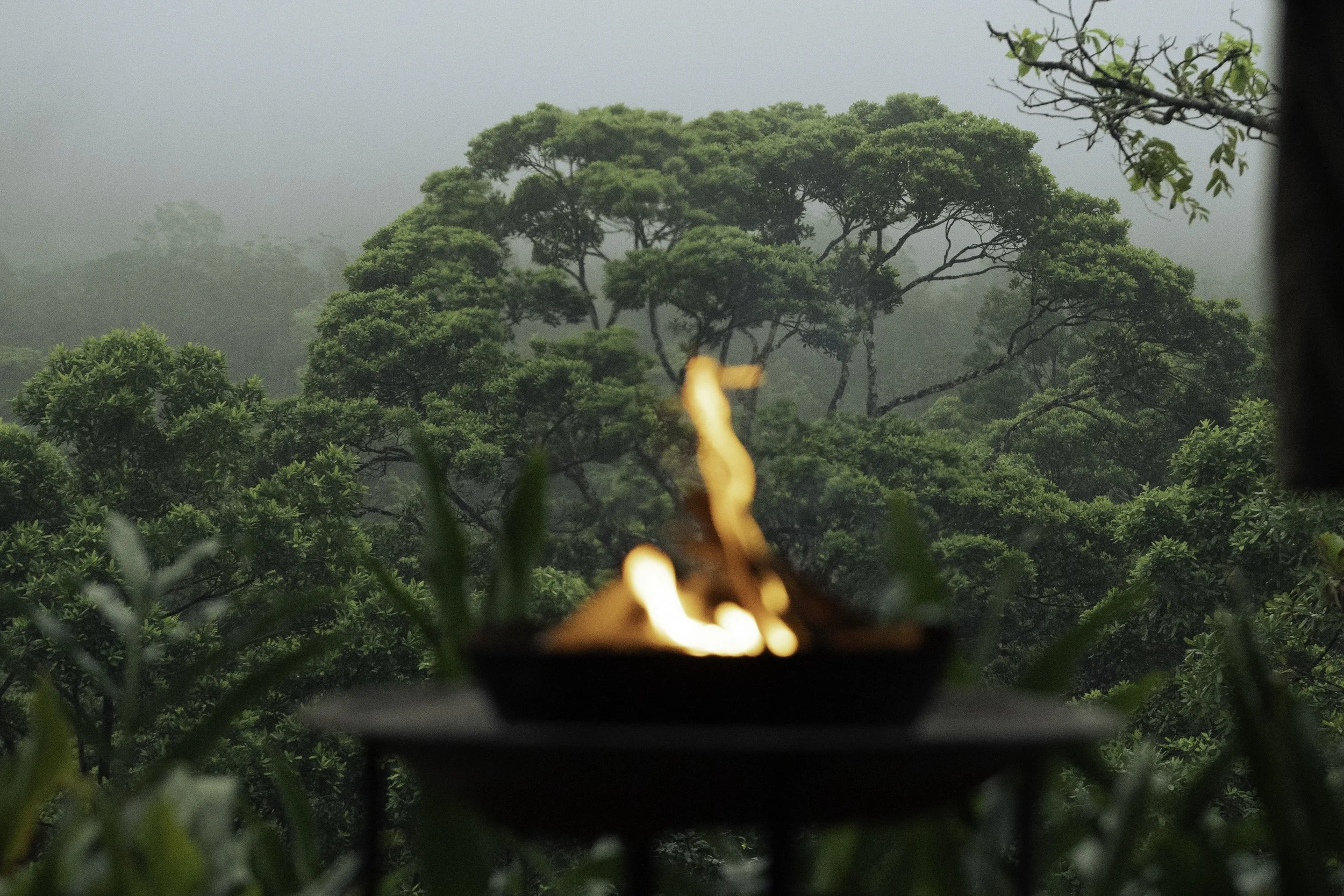 The Jungle Doesn’t Lie