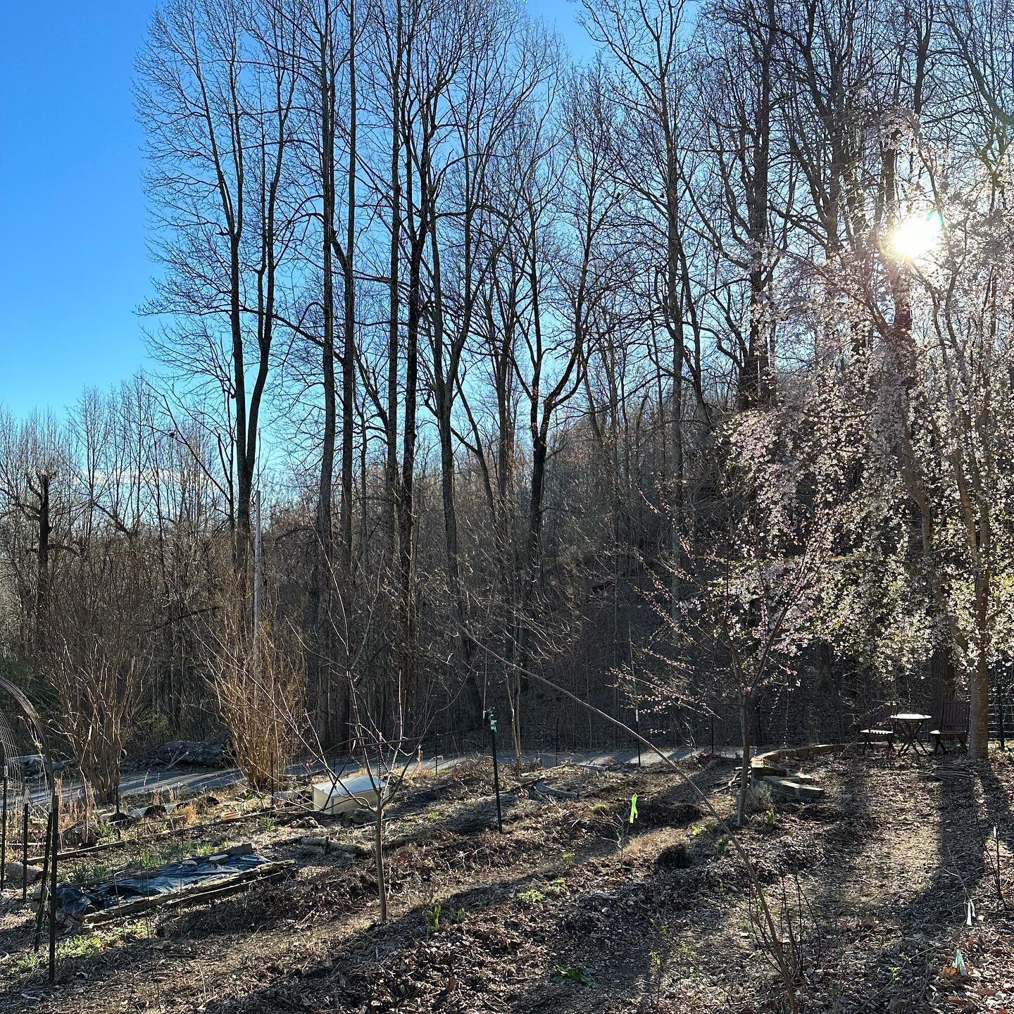 What a glorious weekend to be outside and preparing for the coming of Spring! Spent most of the day pruning trees - my favorite garden task. It&rsquo;s quiet, not too physically demanding, and a great way to really connect with these amazing plants t