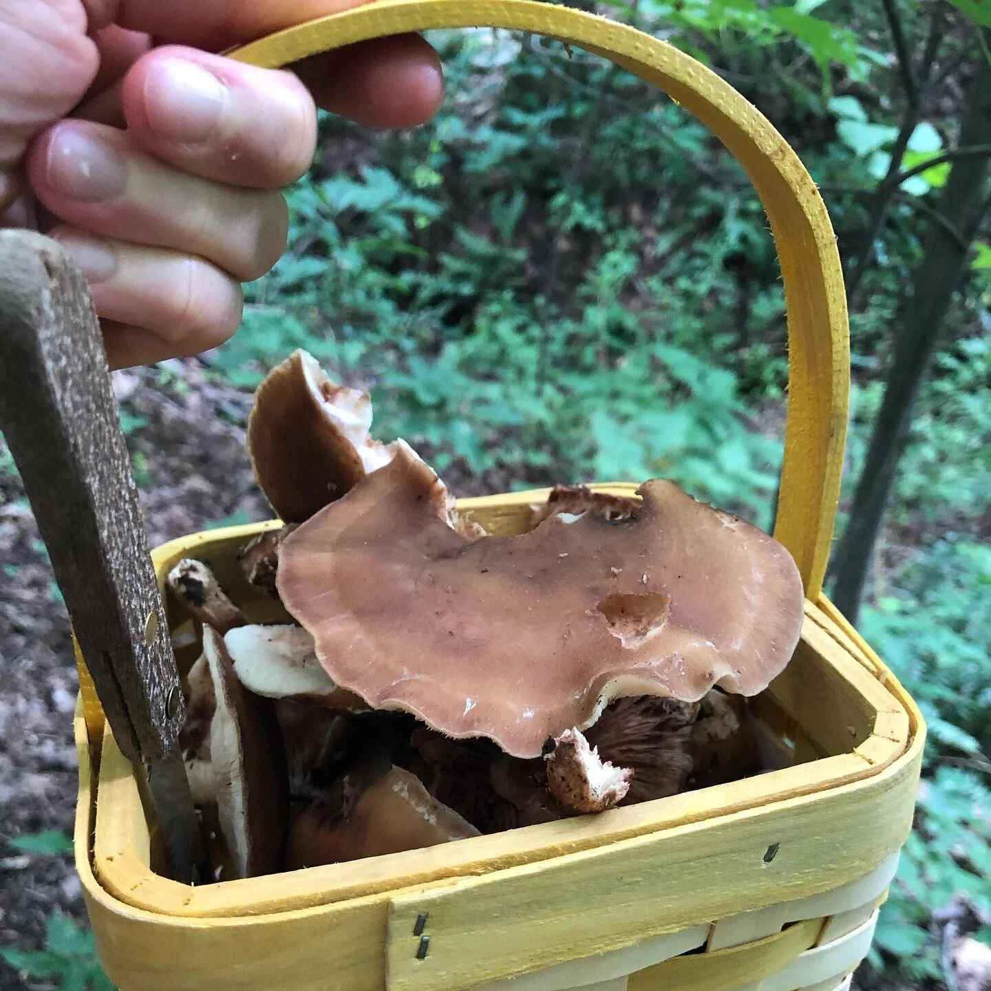 Shiitake harvest from logs we inoculated a while back. Tools from @northsporemushrooms. Delicious!