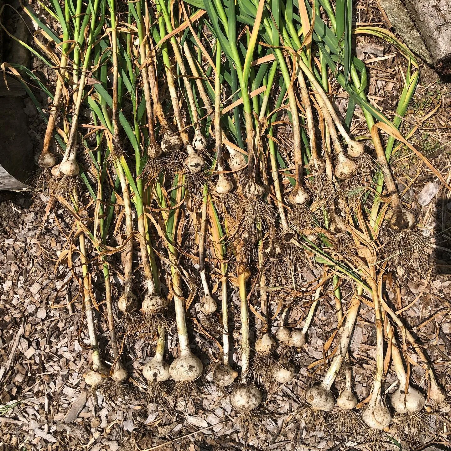 Garlic harvest with the family 🧄