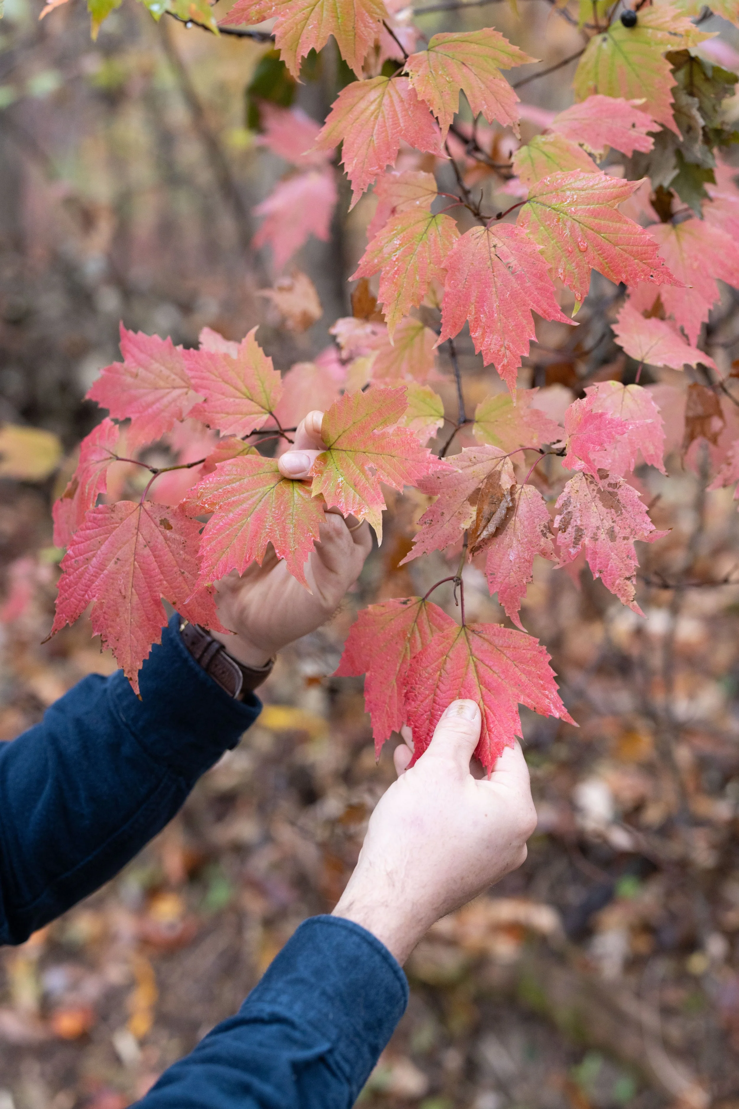 Luke Costlow examining mapleleaf viburnum leaves during a permaculture walk and talk consultation in Autumn