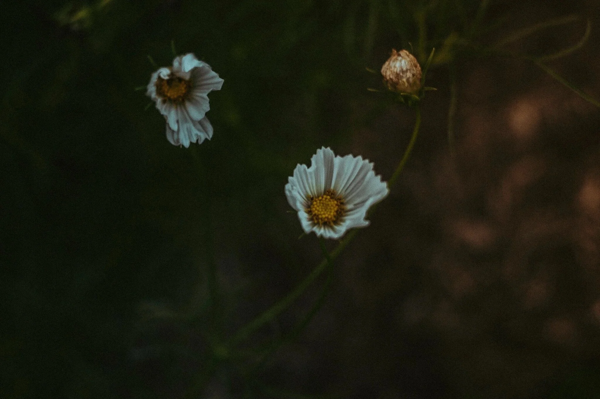 White flowers with yellow centers against a dark background