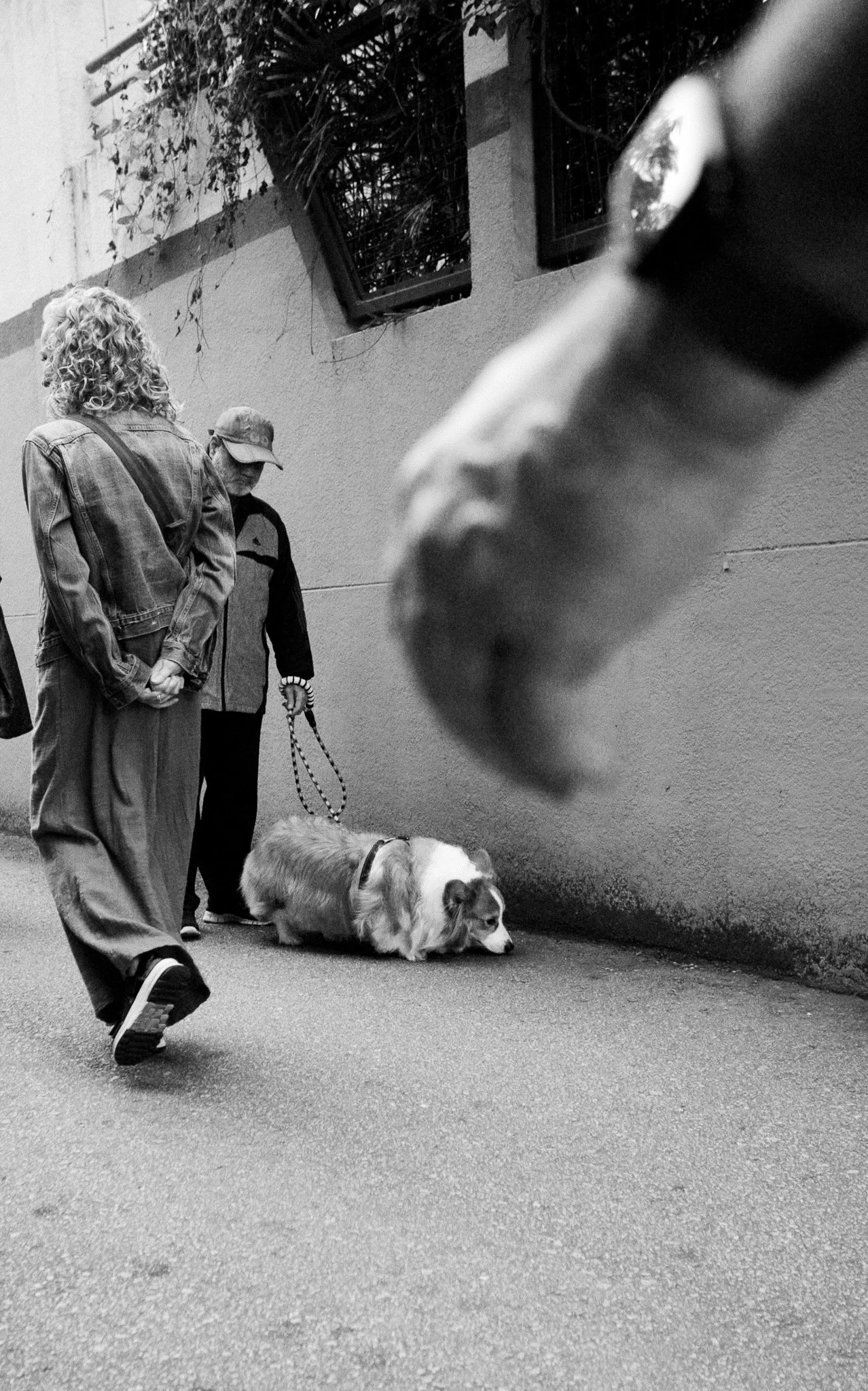 Photo en noir et blanc de deux chiens et trois personnes dans la rue, avec un mur en arrière-plan. Un chien de berger Plaid allongé au sol, un autre chien dont seulement la tête est visible en gros plan.