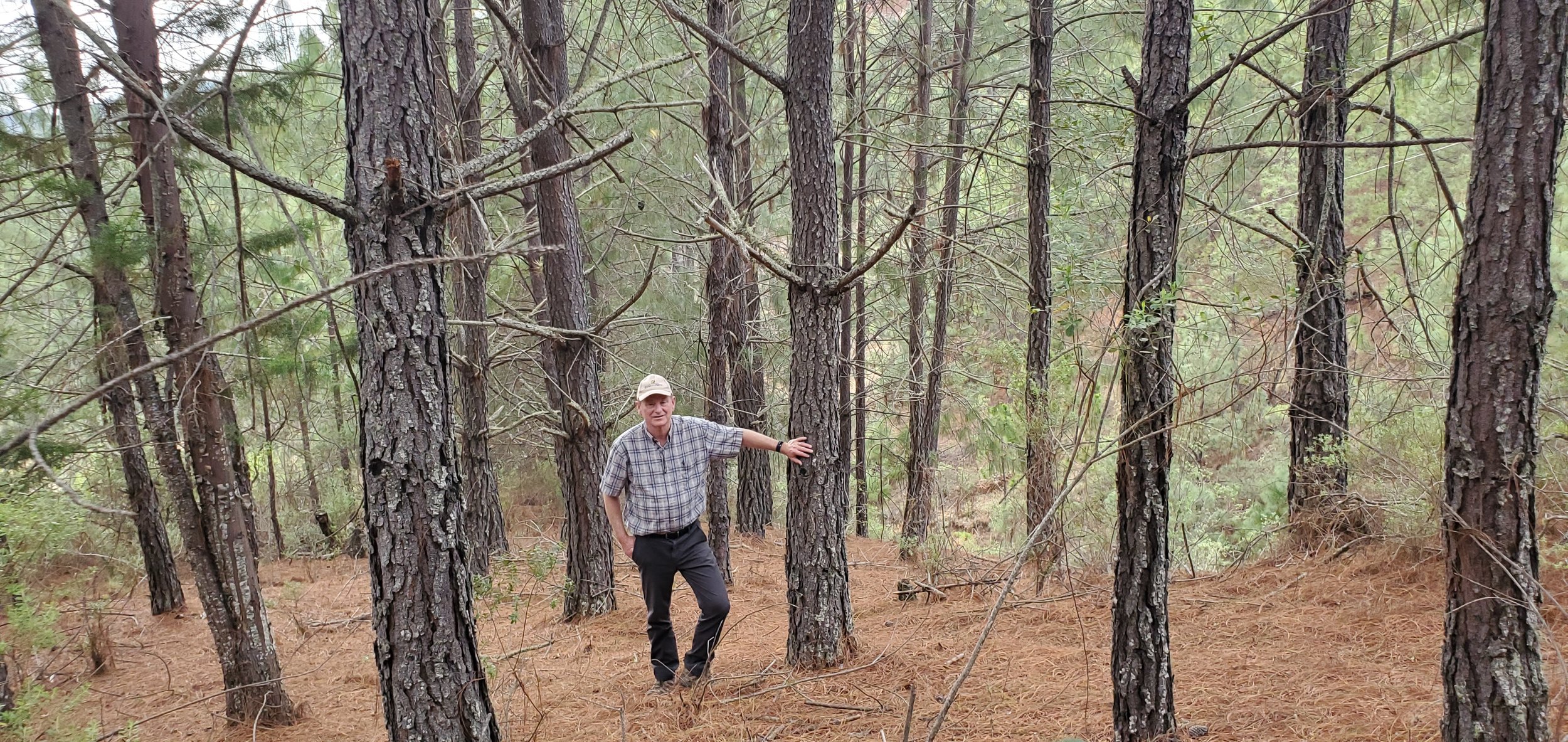 from desolation to where a forest grows now