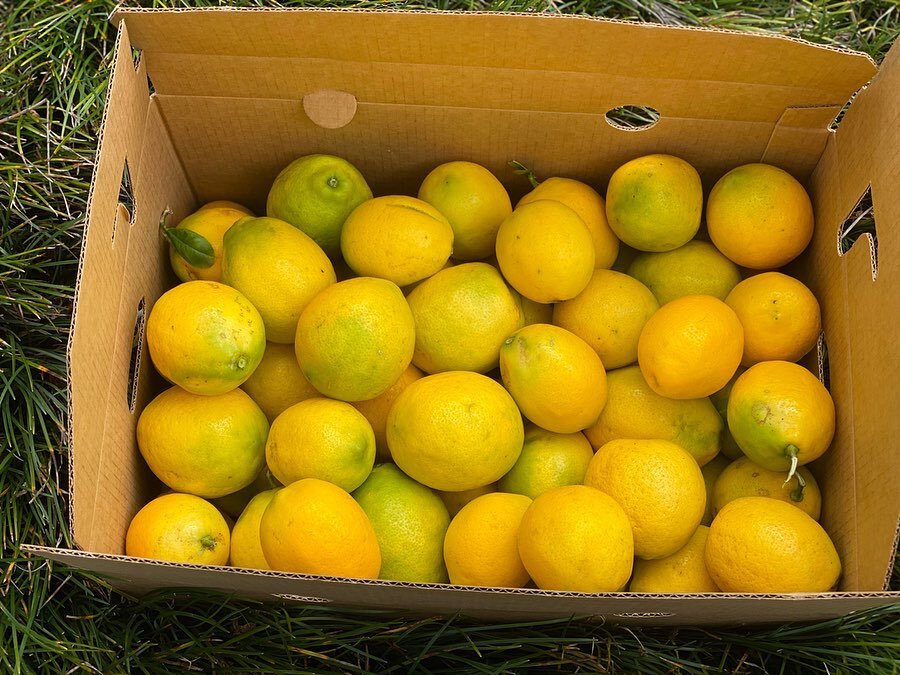 A lemon delivery last week for @joysplacelive!
.
.
.
.
.
.
.
.
.
.
#lemons #lemon #farm #farmlife #kulamanufarm #joysplacelive #farming #fruit #produce #organic #certifiedorganic #maui #mauinokaoi #hawaii #hawaiilife #mauilife #island #islandlife #fo