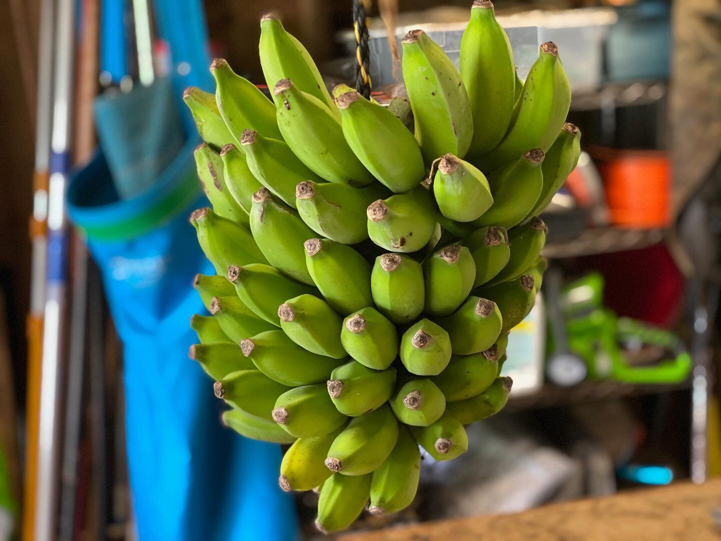 it&rsquo;s banana season. We&rsquo;ve been eying these bananas for a couple of weeks and they are finally getting close to being ready!! &bull;
&bull;
&bull;
&bull;
&bull;
Photo credit :
@elizabethextra_ 
#kulamanufarm #farm #mauifarm #vegan #bananal