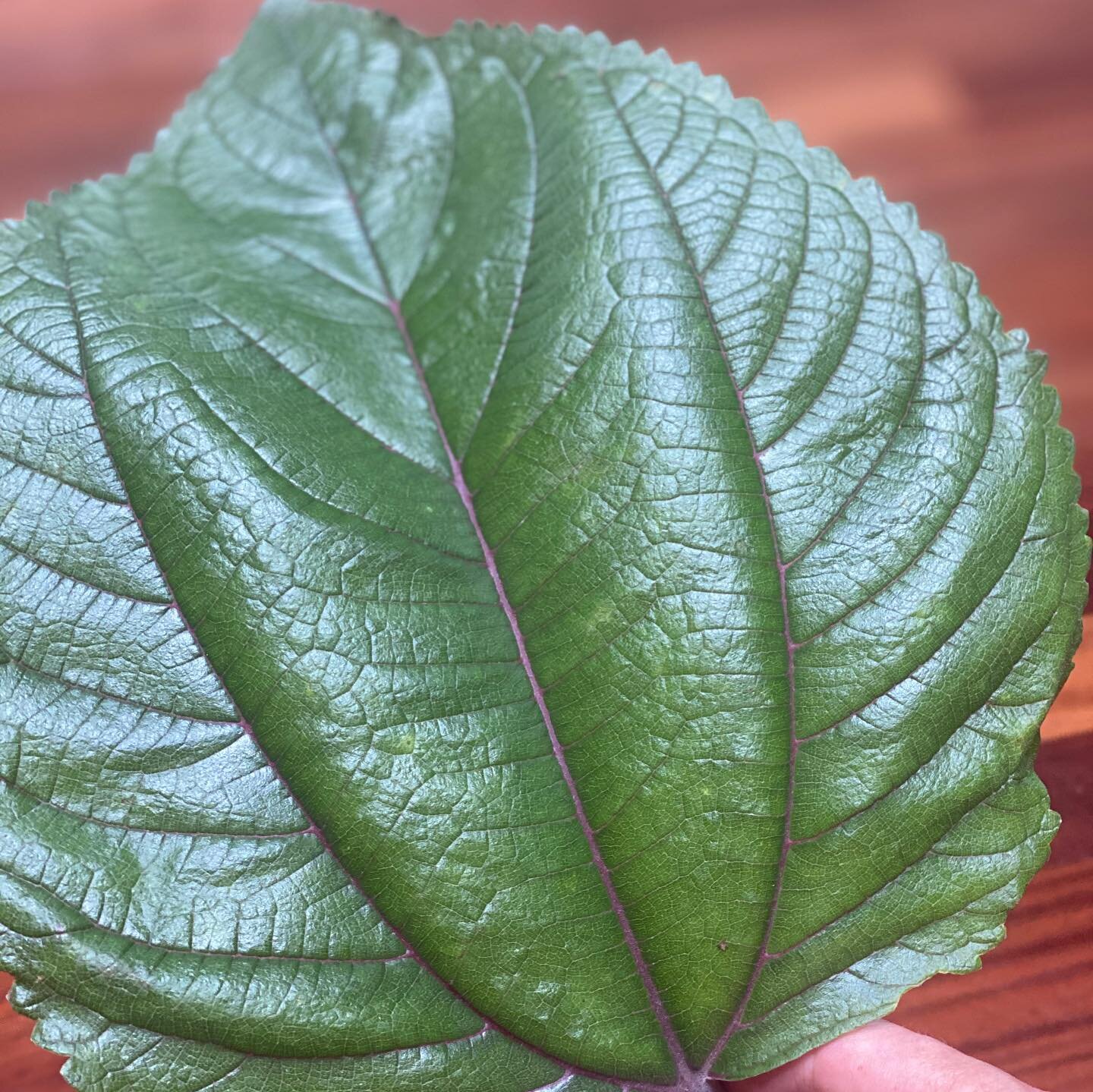 Jumbo sized Mamaki leaf harvested recently.
.
.
.
#mamaki #tea #nativehawaiianplants #organicfarming #health #delicious