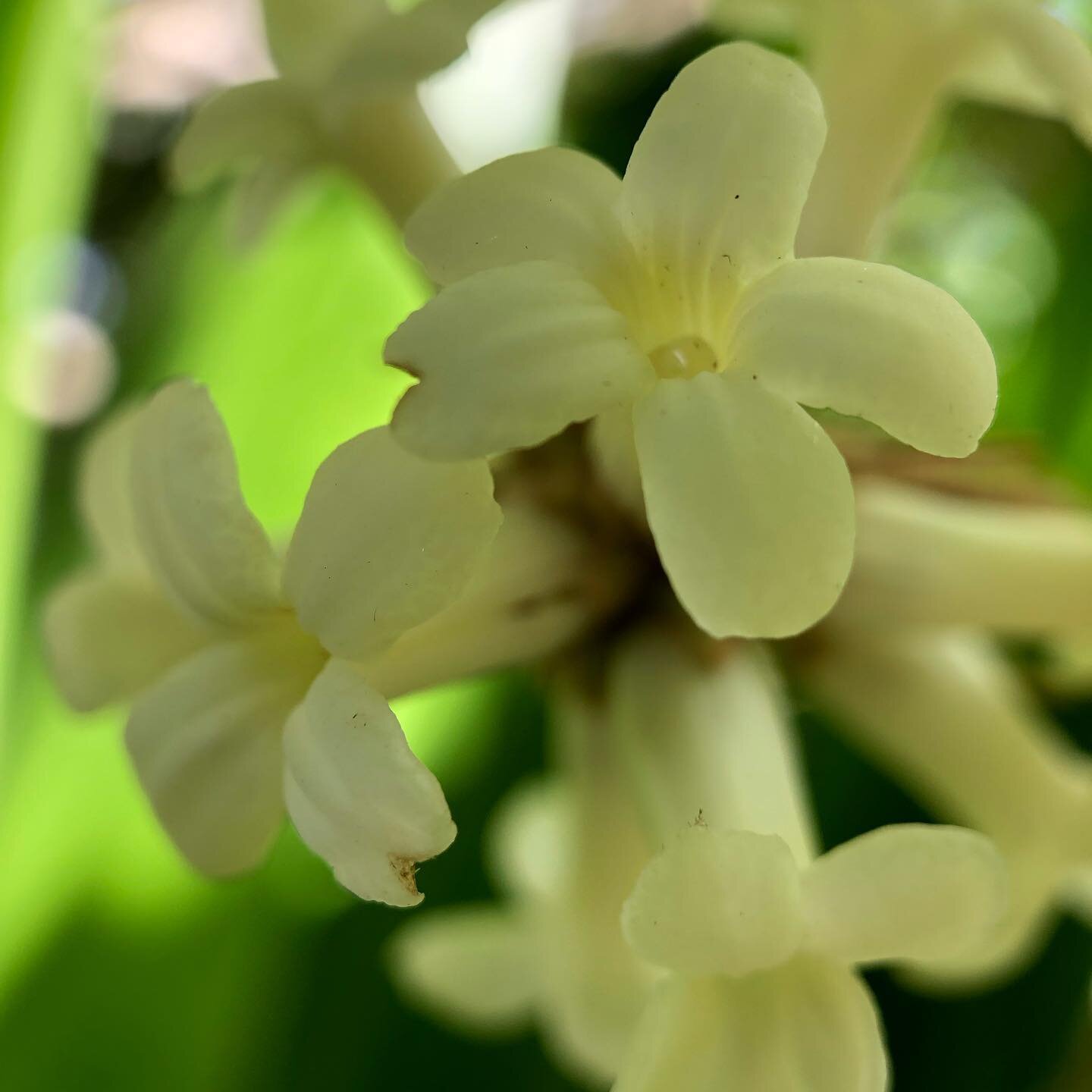 My Hoawa tree has been blooming profusely.  It&rsquo;s fragrance intensifies at night and is intoxicating.
.
.
.
#kulamanufarm #organicfarming #sustainable #fragrance #nativehawaiianplants