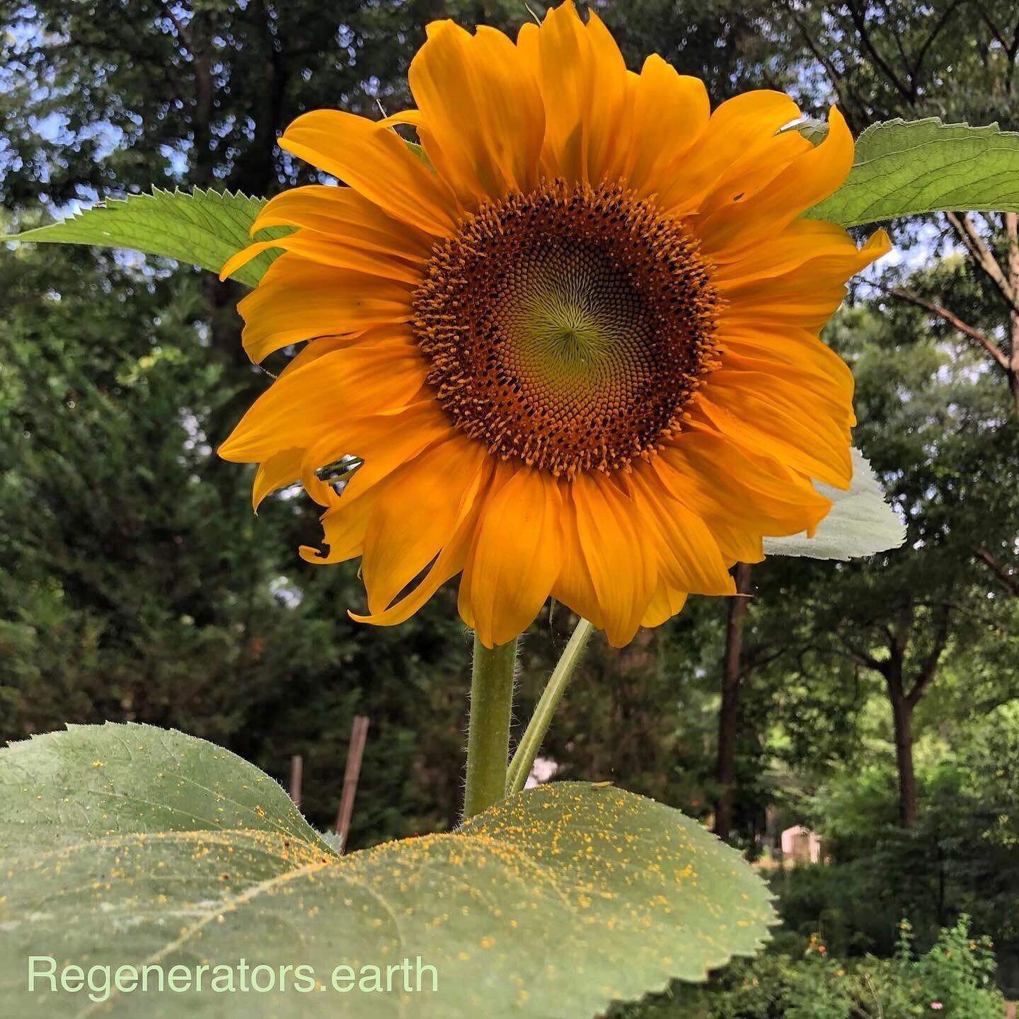 #forestheights #sunflower