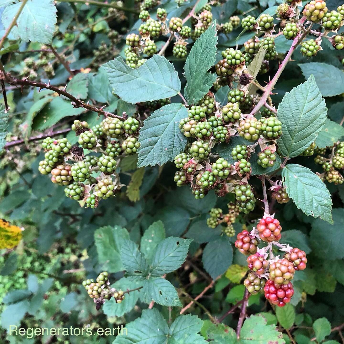 #forestheights #blackberries