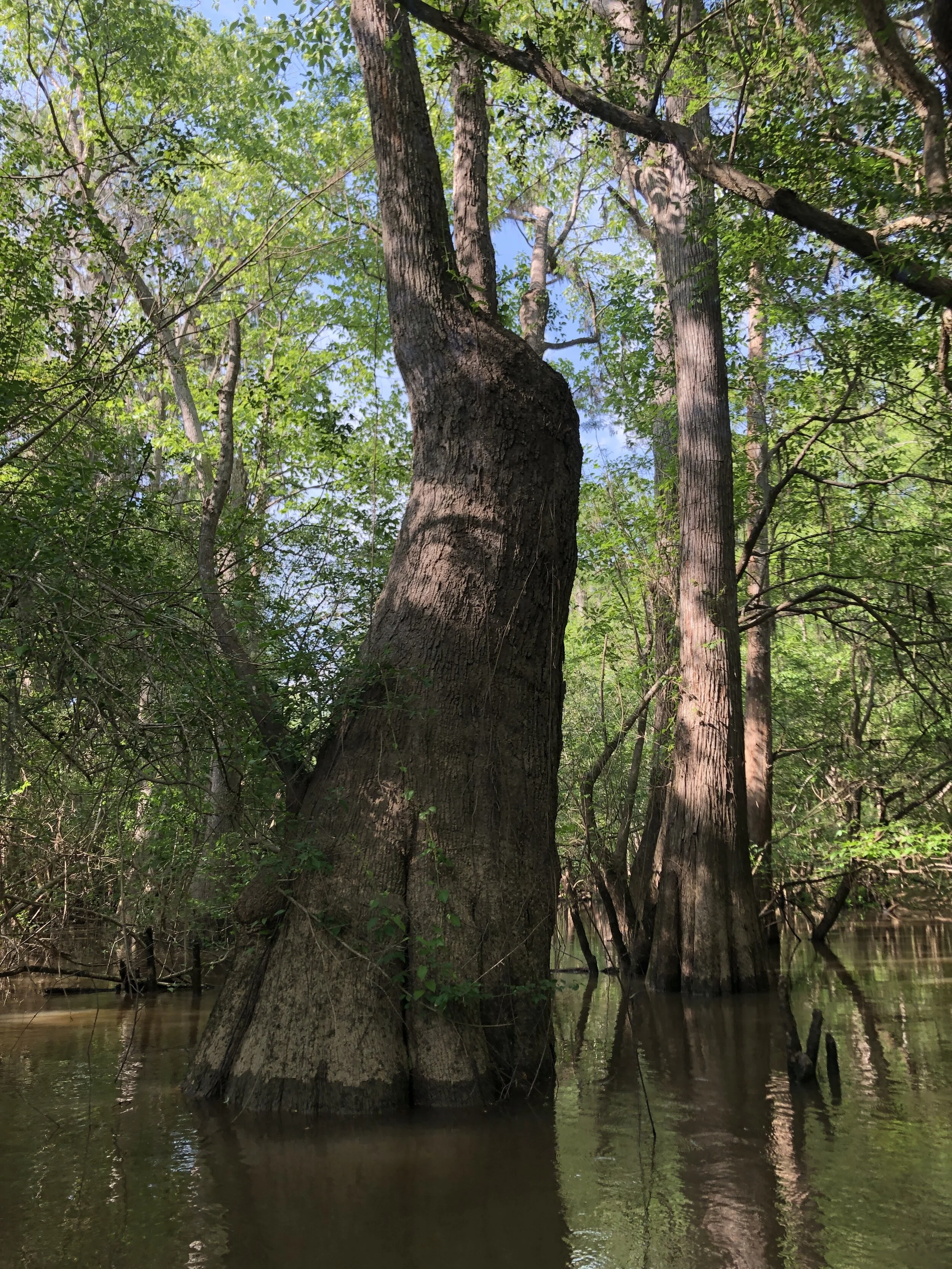 I took about 40 pictures of this goddess cypress tree standing watch over the grotto at the mouth of Bell’s Mill Creek. But none of them do it justice…