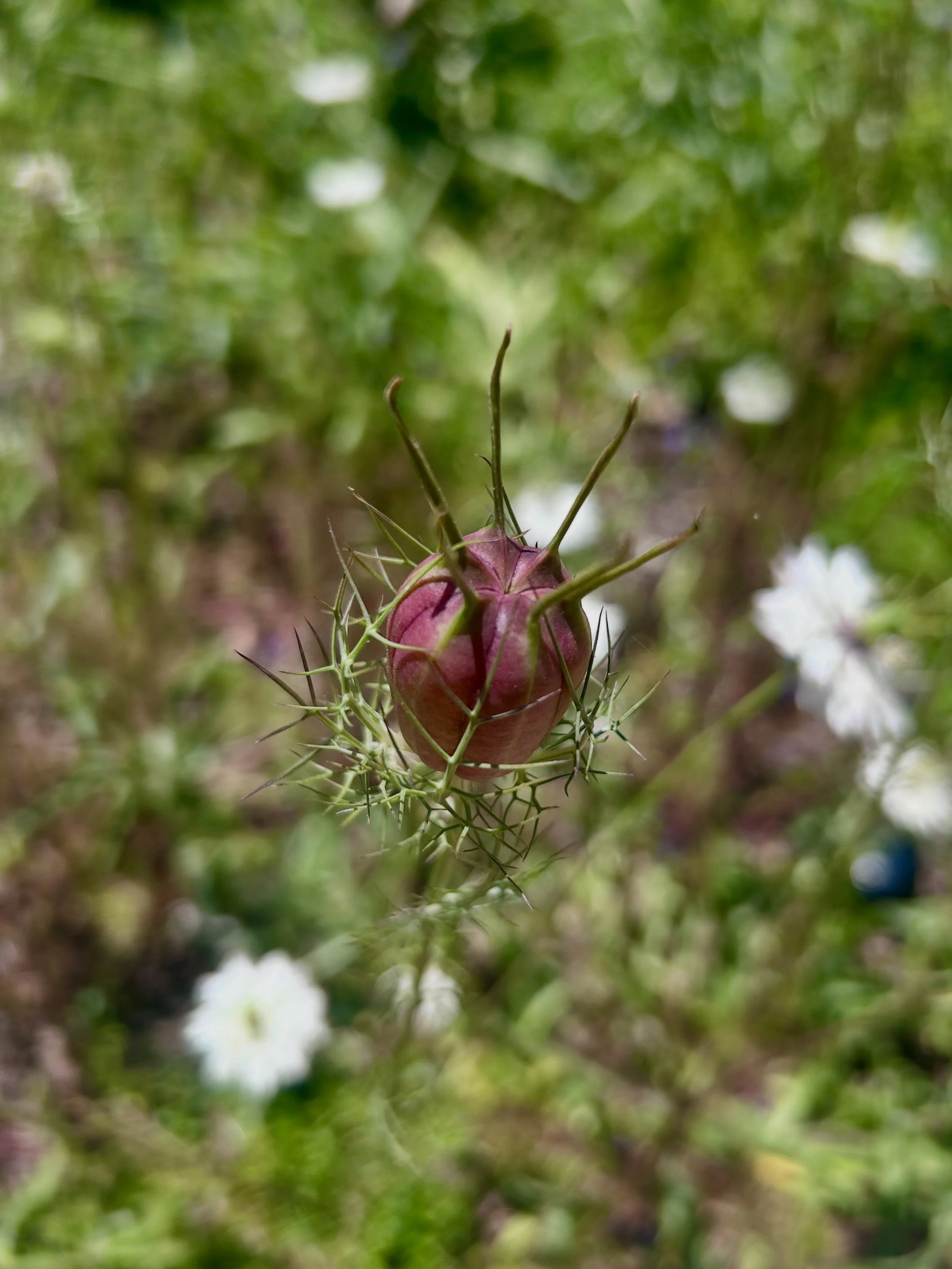 #loveinamistflowers or #devilinamist at @botanicalgarden_ga - 5/10/26

#regenerators