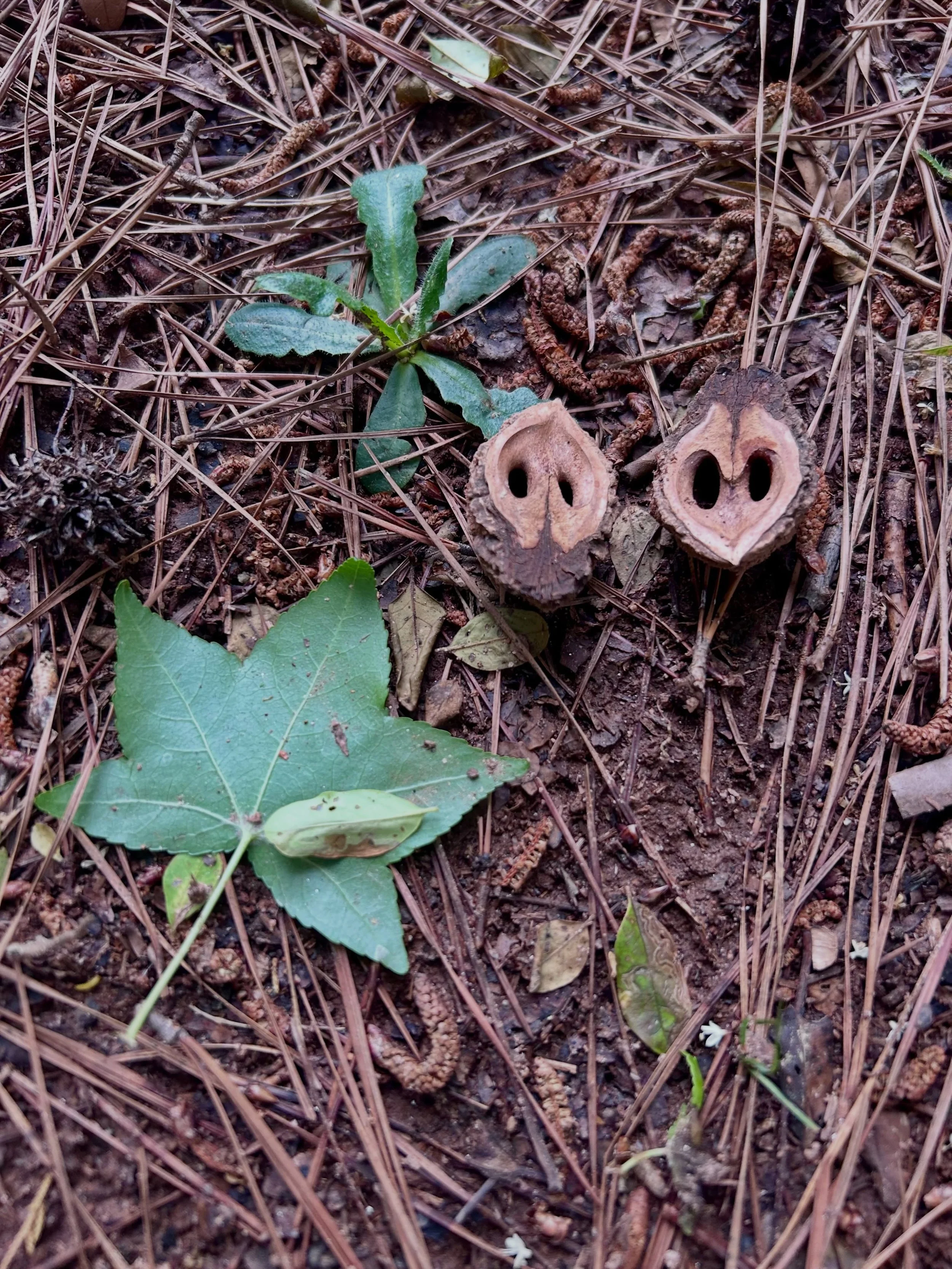 #hickory nut at Sandy Creek Park - 5/8/26
#pigsnout #regenerators