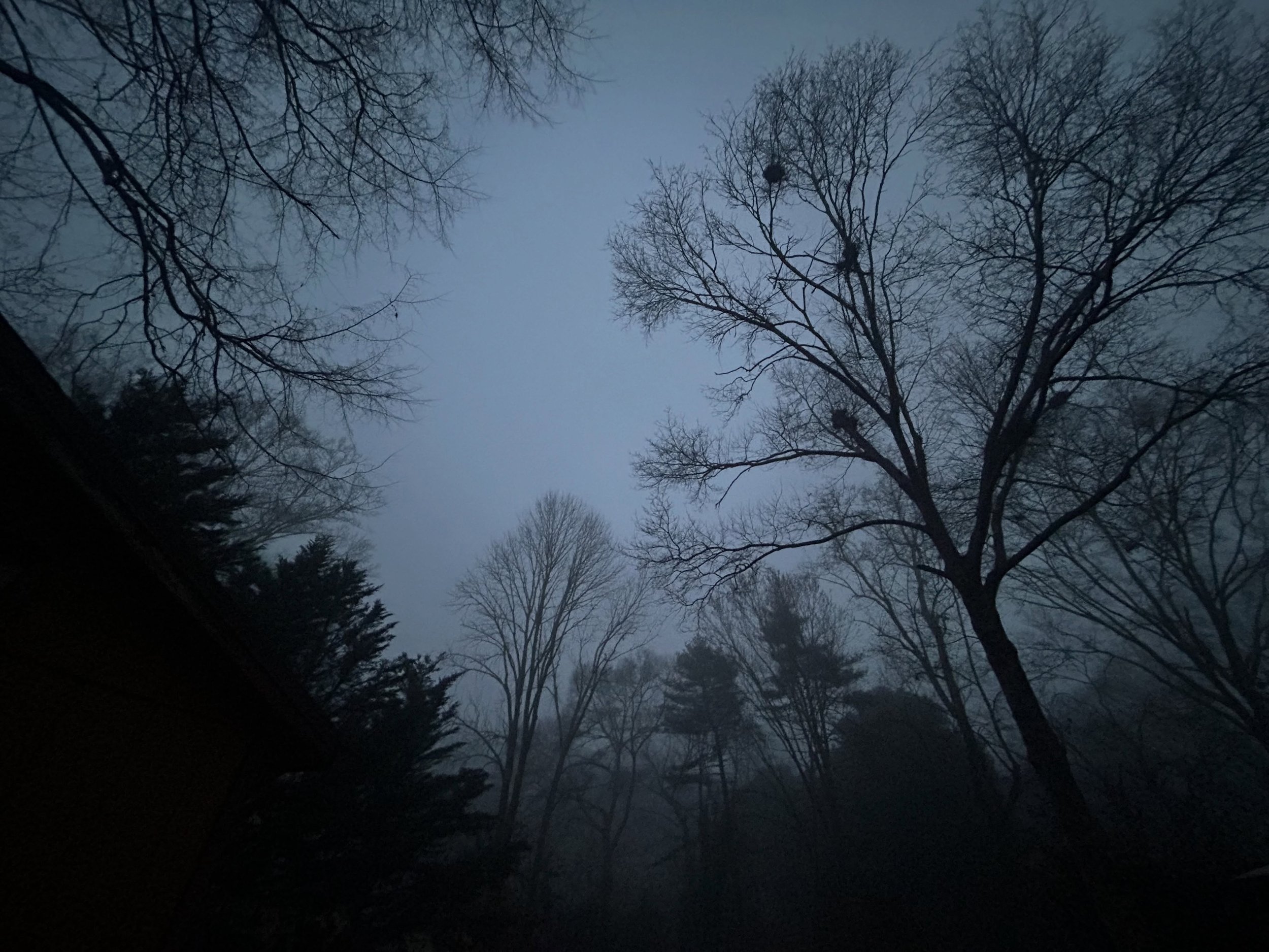#foggynight in #forestheights - 1/5/26
#regenerators
