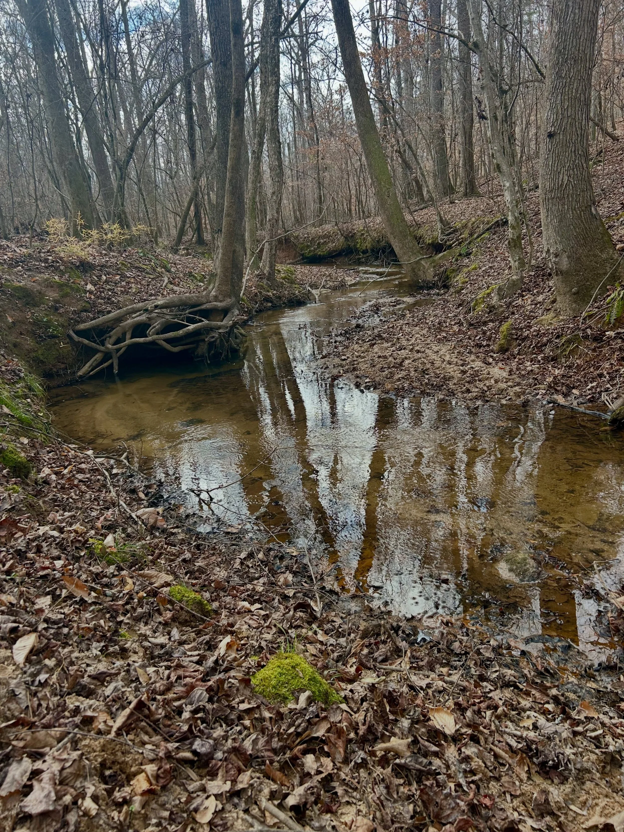 Sandy Creek Park - 12/26/25
 #dayafterchristmas 
#regenerators
