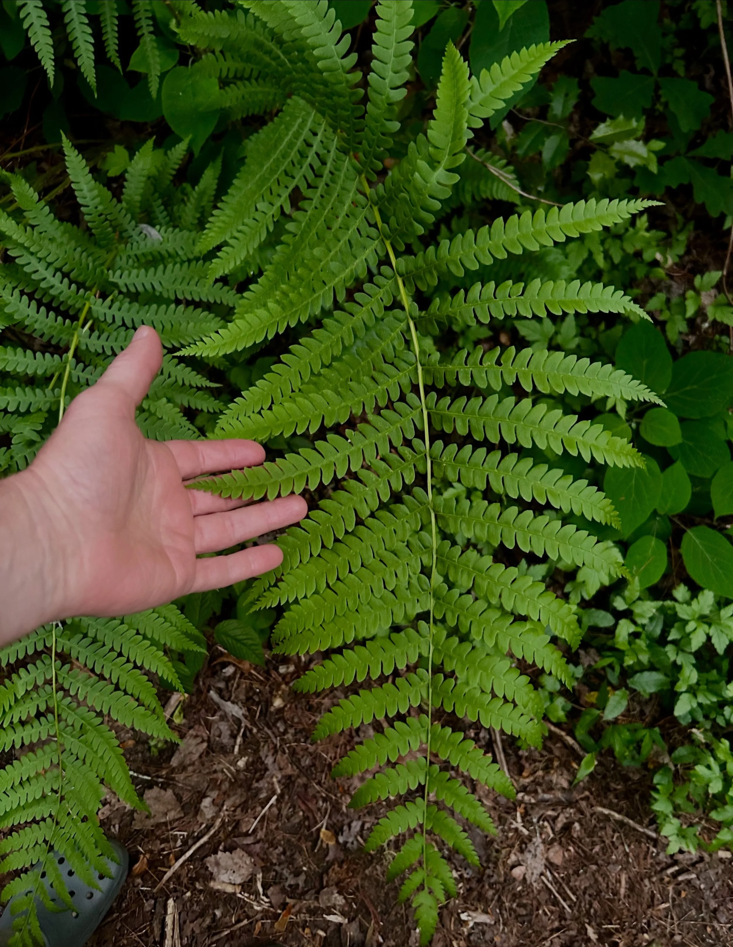 #cinnamonfern #mountainlaurel and Lick Log Creek in the #chattoogariver corridor.
#spiritualhome 
#regenerators