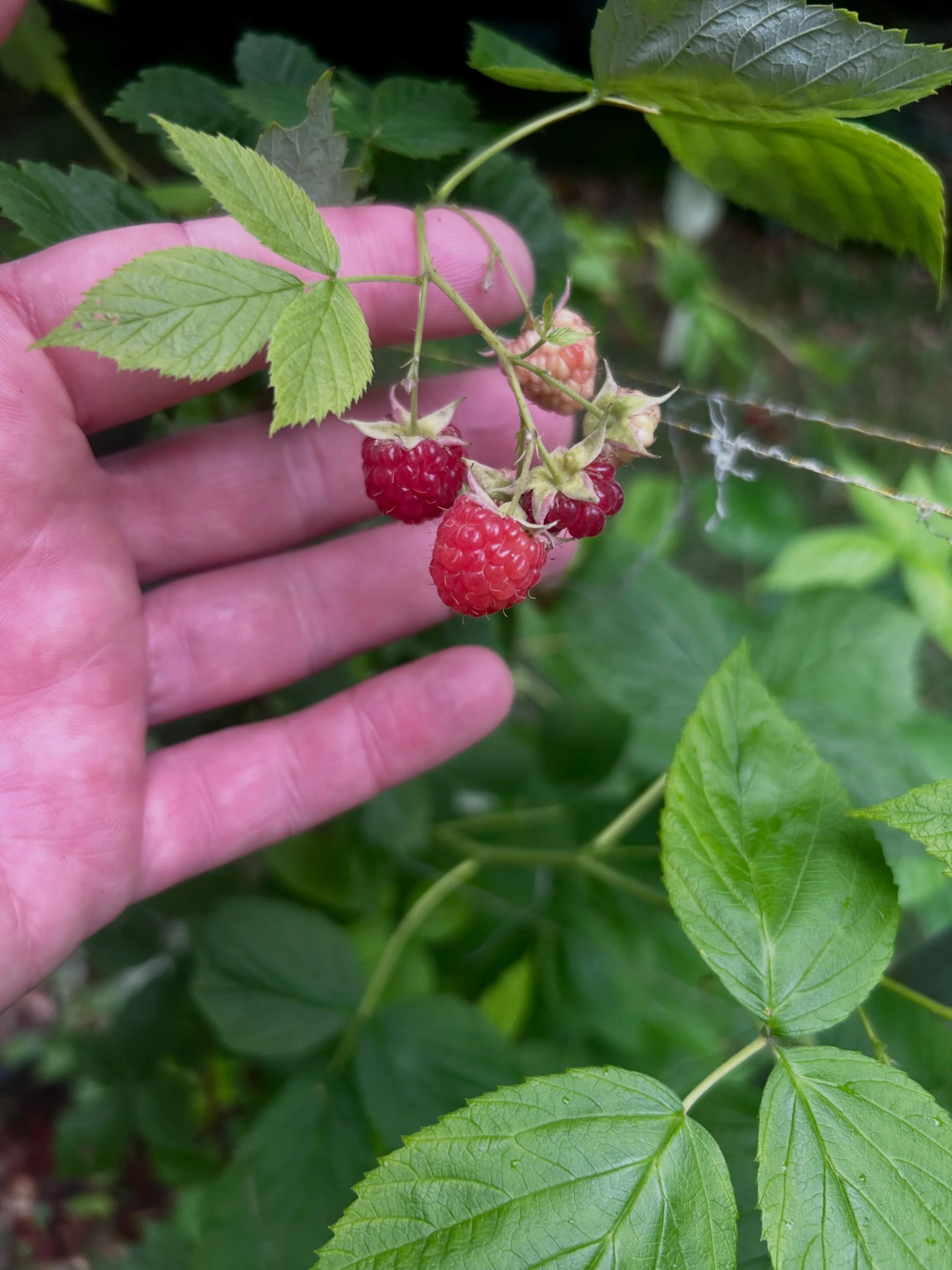First #raspberries🍇 - 5/24/26
#earlysummer #regenerators