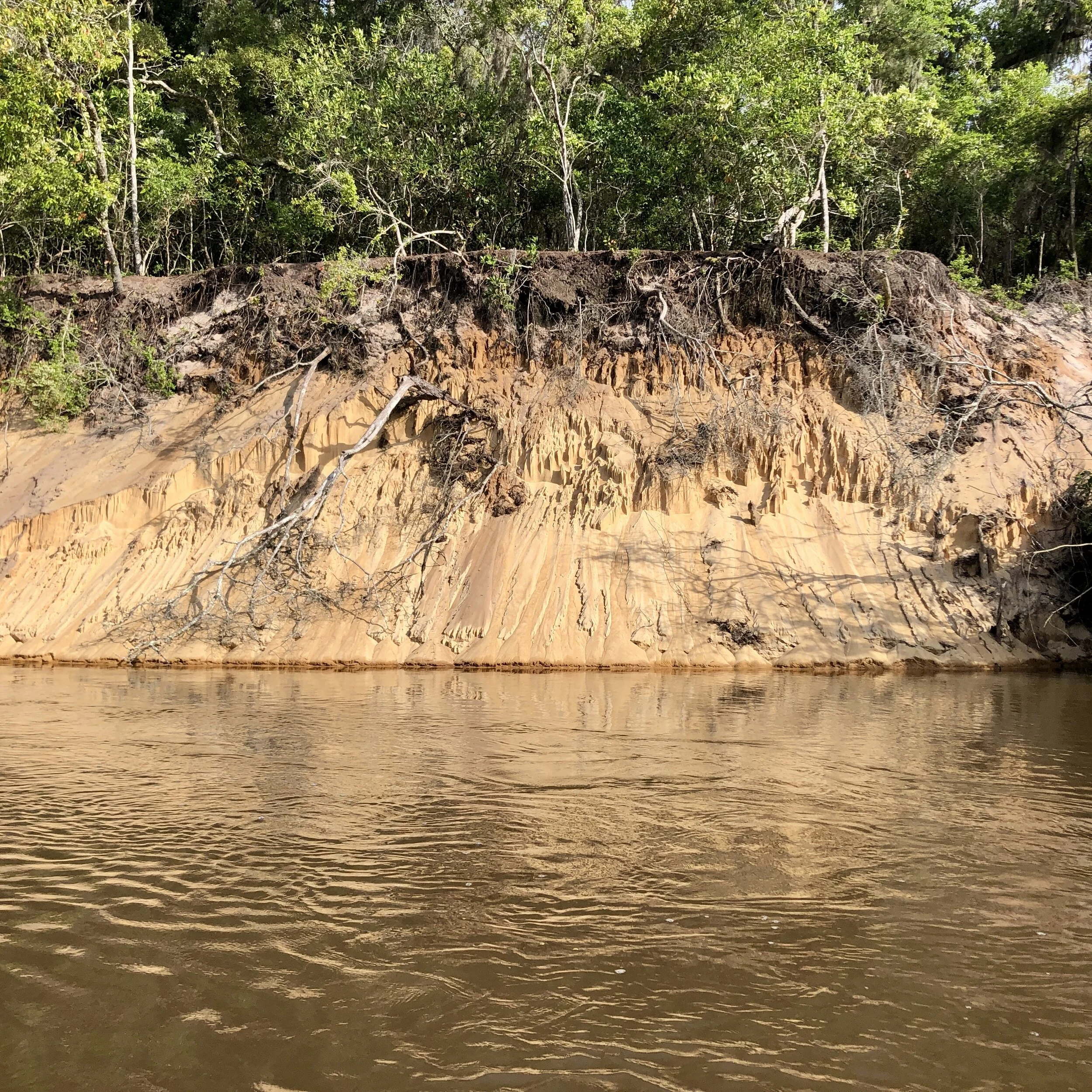 Sandy beaches give way to bluffs that sit above the surrounding swamp land.