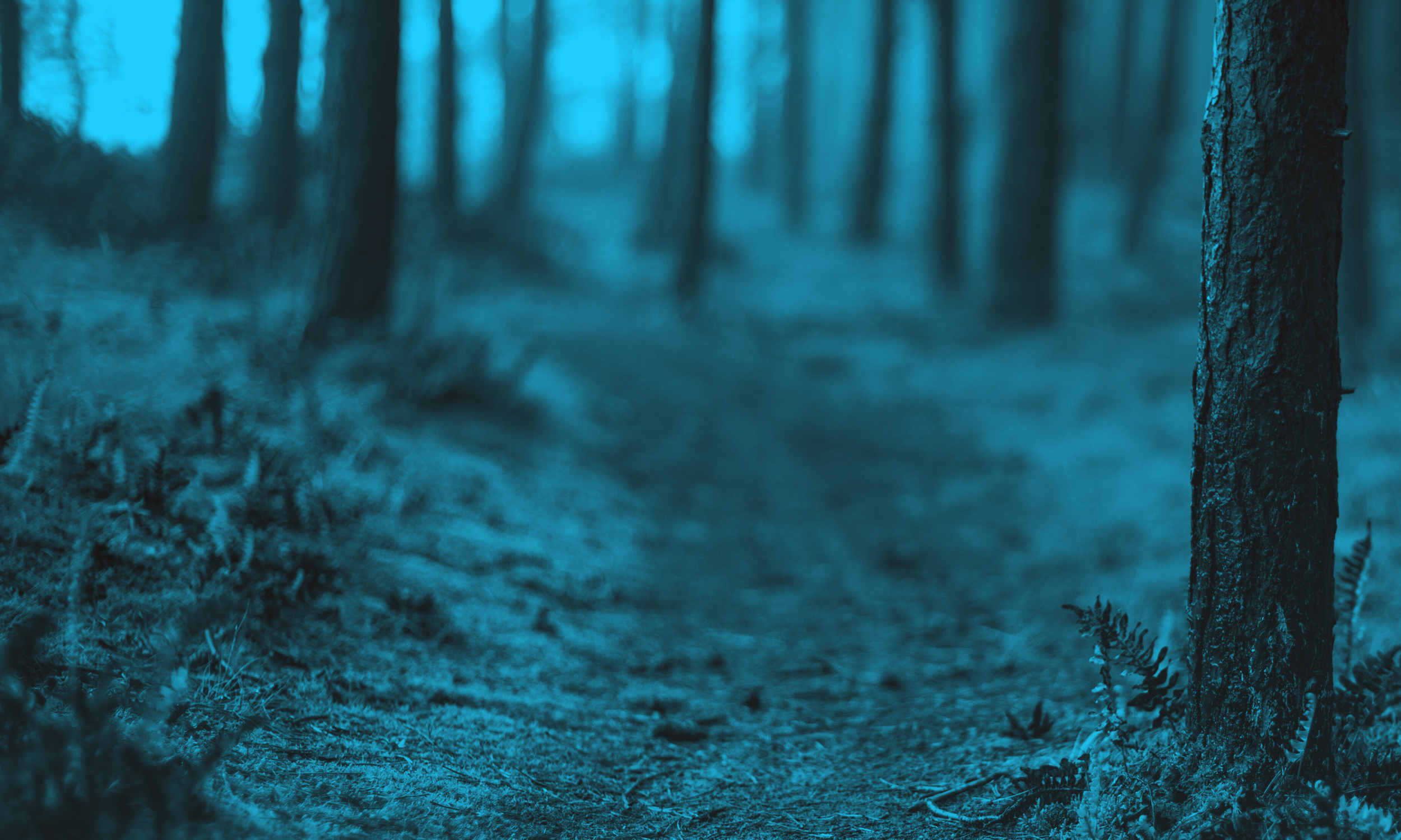 trail (2500 x 1500 px).png
