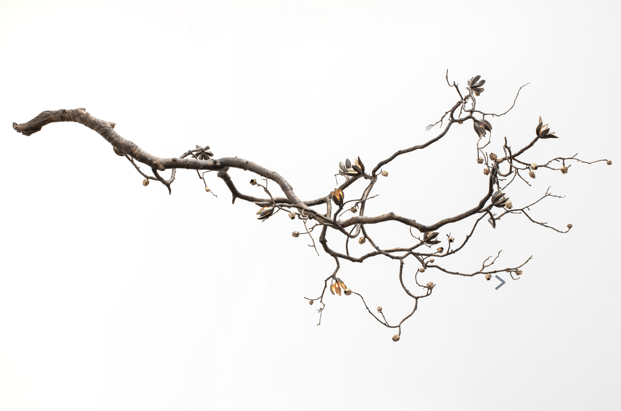DavidWiseman - Branch.png