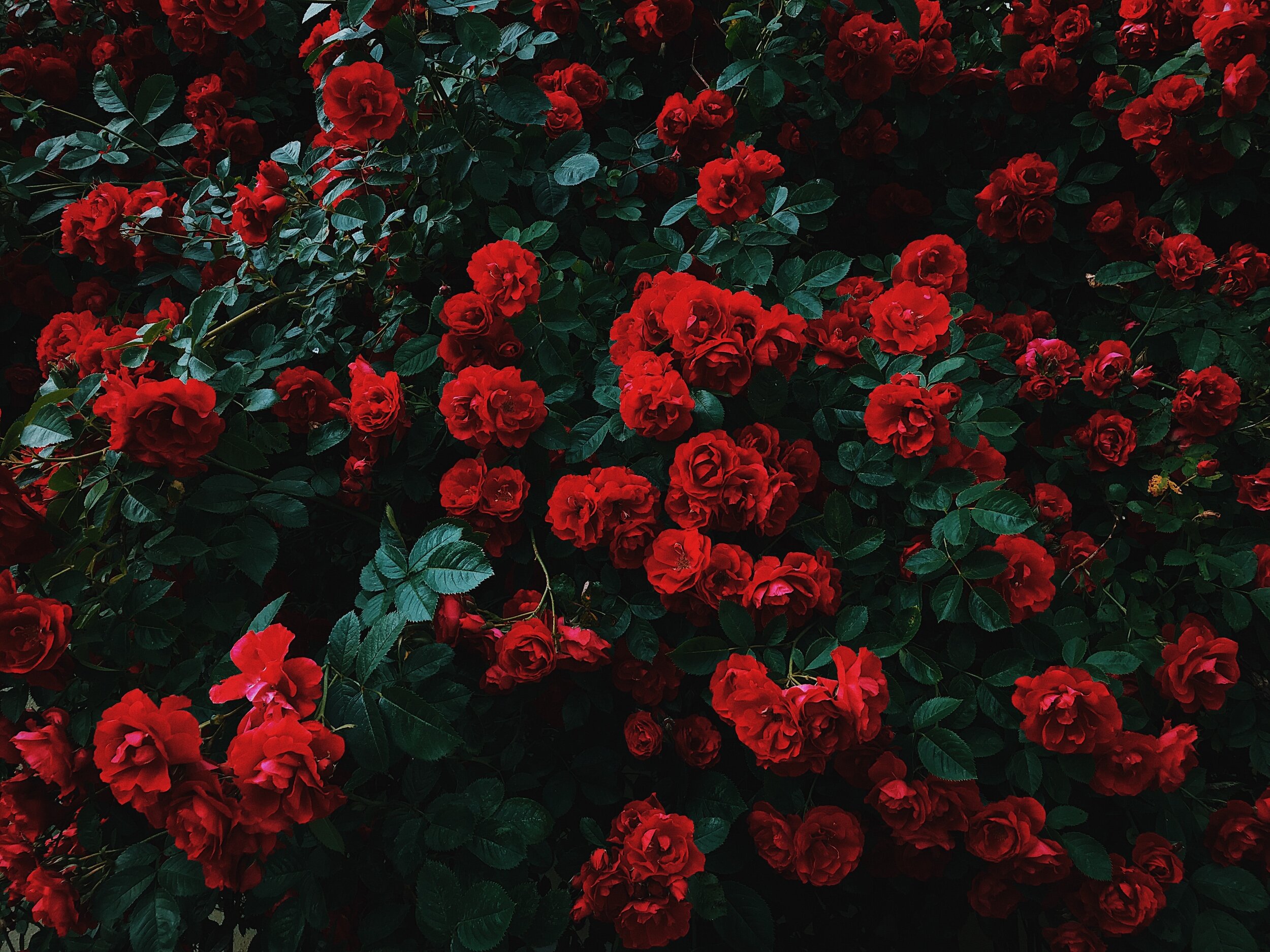 nikita-tikhomirov-dv7cSiHurKM-unsplash.jpg