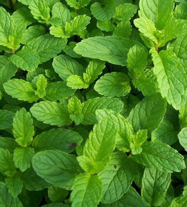 toning_mint.jpg