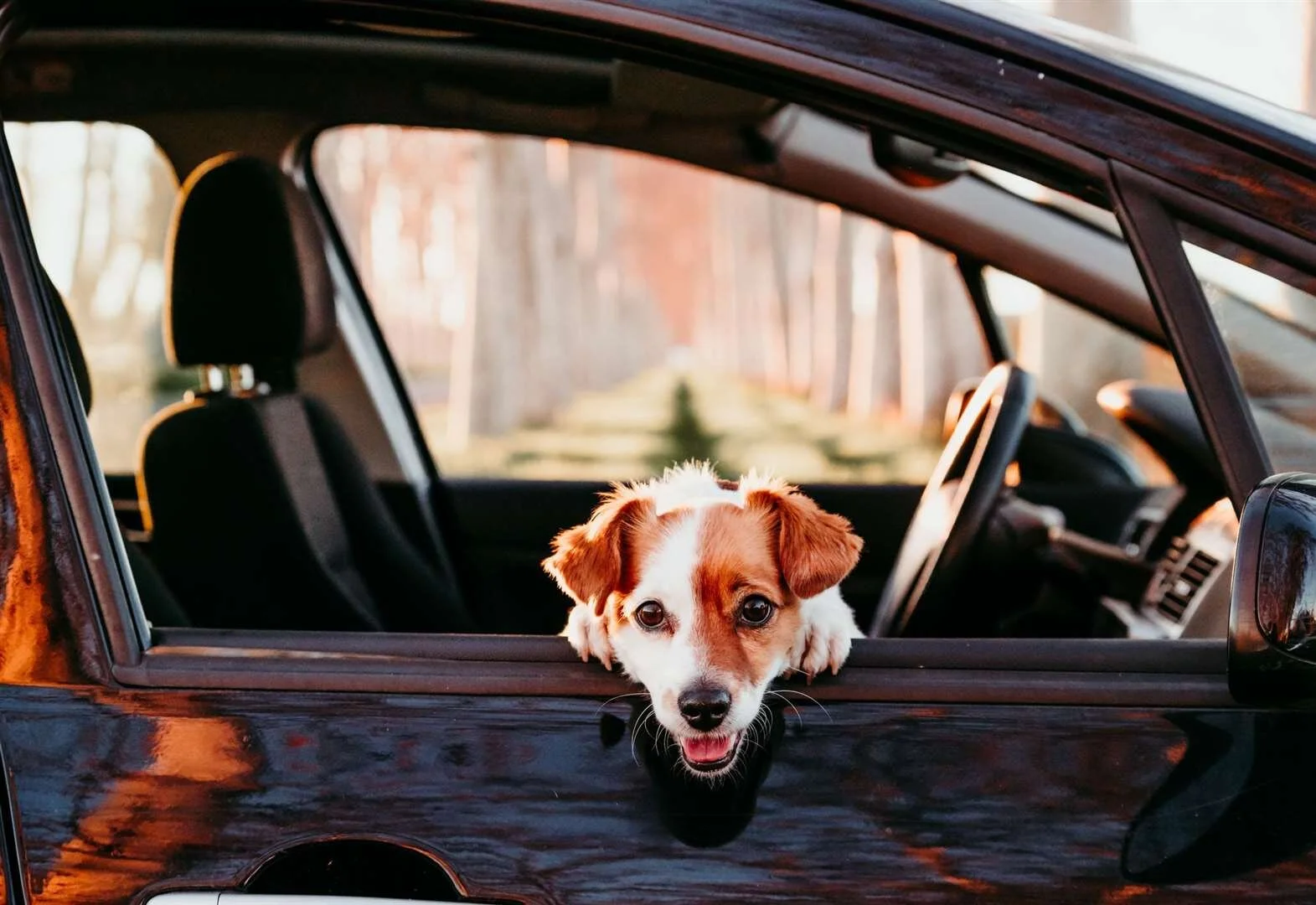 Pet Hair Removal Sacramento Car Detailing