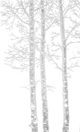 Graphic of group of white aspen trees.