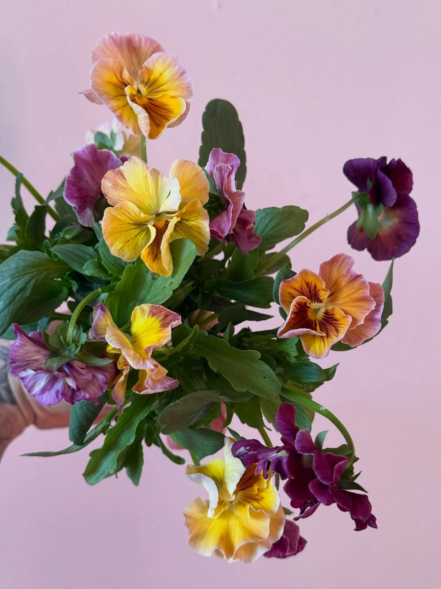 BRB, having a moment with a handful of pansies ✨ I love their sweet little faces!

#pansies #flowerstagram #floraldesign #forflowerlovers #newenglandflorist #flowerstudio #myfloraldays #dsfloral