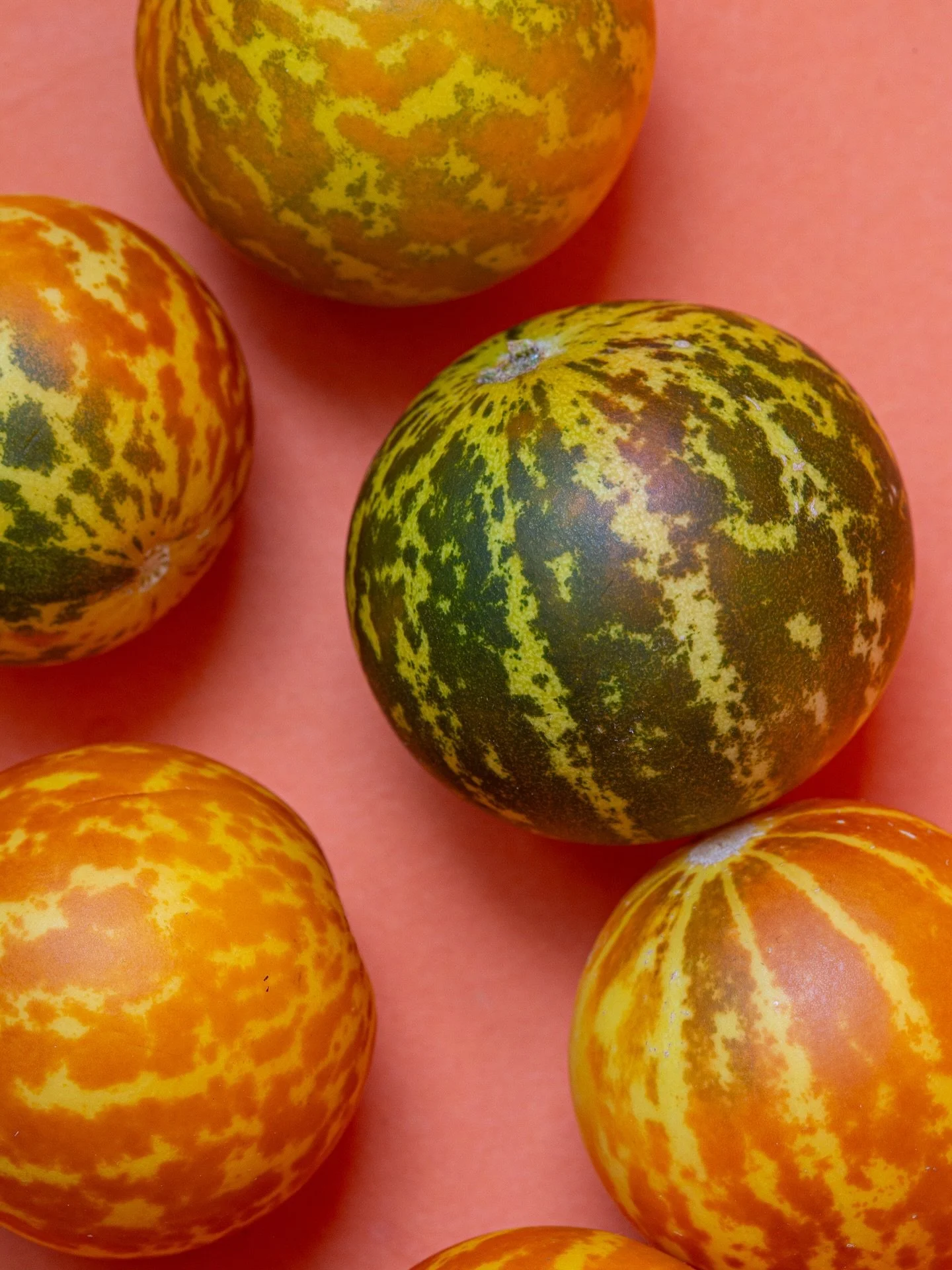 Queen Anne&rsquo;s Pocket Melons 🧡 This year I expanded my garden to included fruits and veggies among my flower beds. It&rsquo;s been such a fun growing year experimenting with new seeds. These cuties are quite literally big enough to fit in a pock